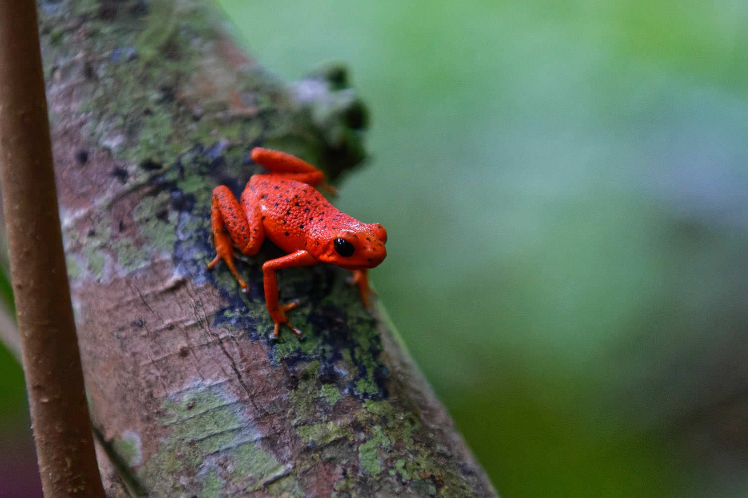 Poison Dart Frog by Uwe Speck