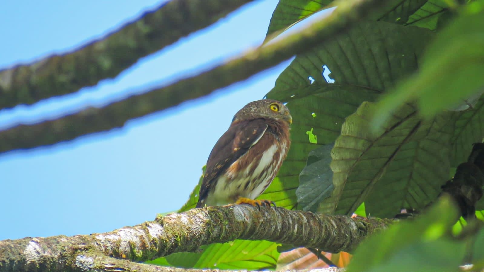 Pgmy Owl Mainland Bocas del Toro