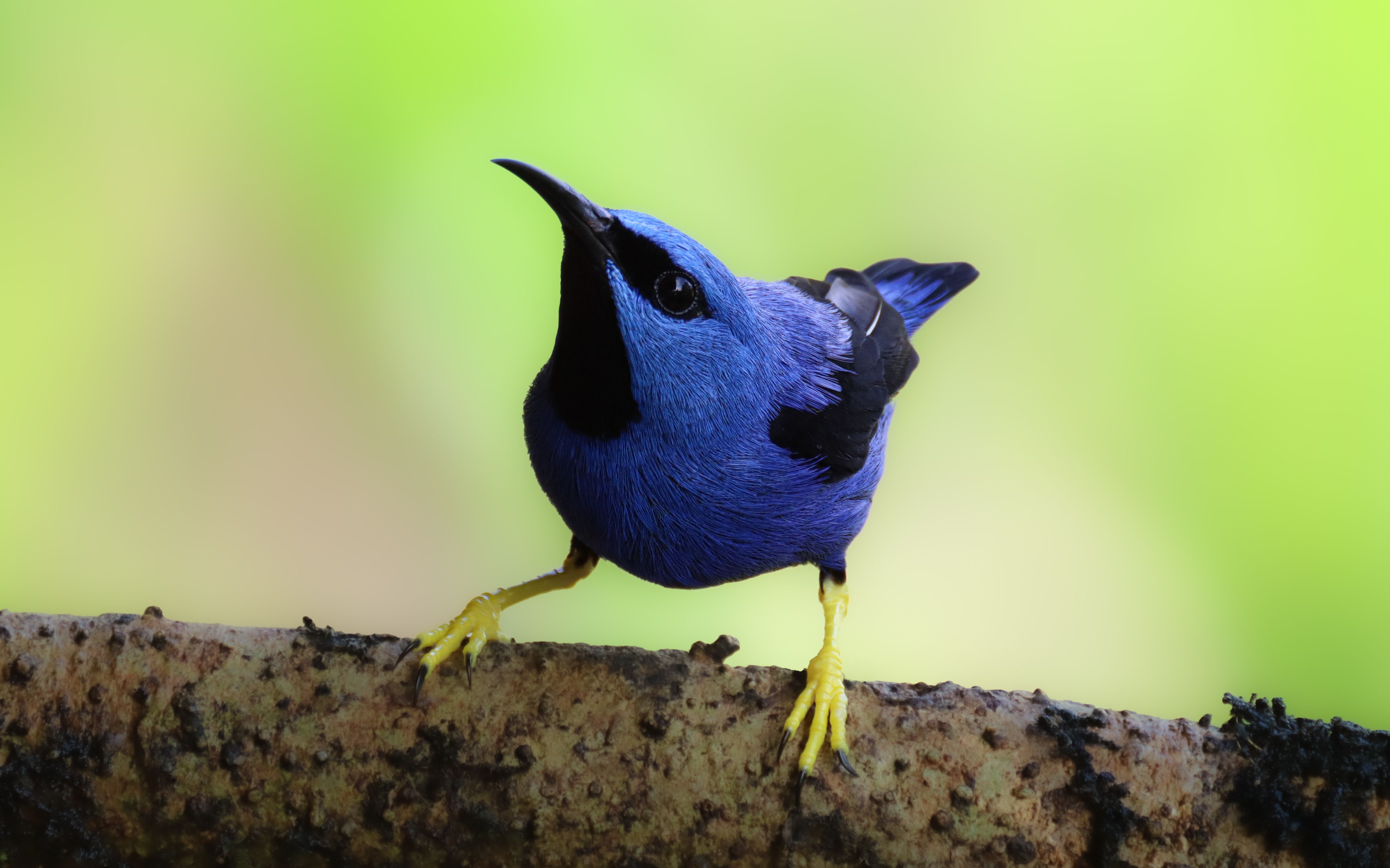 Shining Honeycreeper