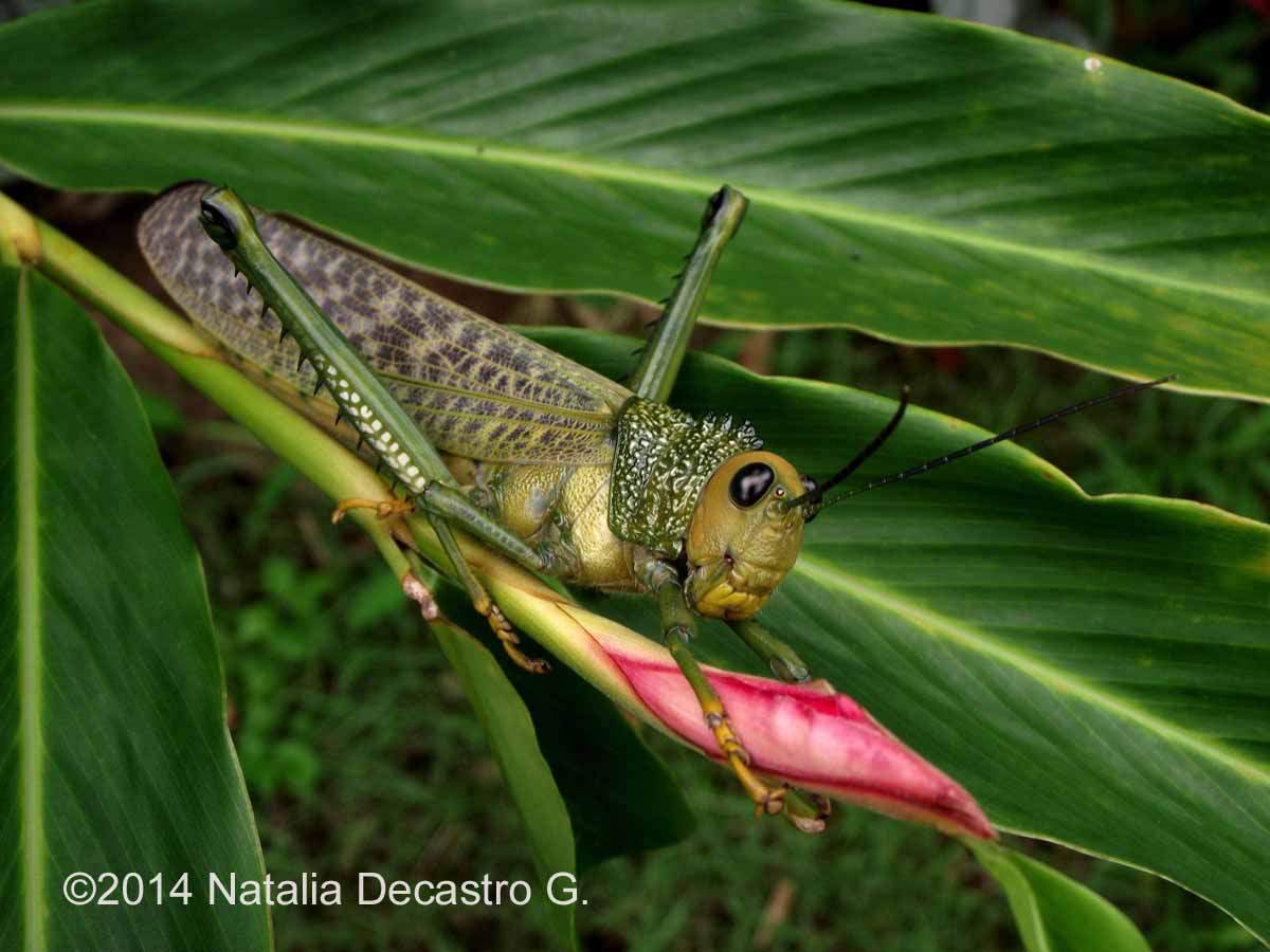 Giant Red-winged Grasshopper by Natalia Decastro G