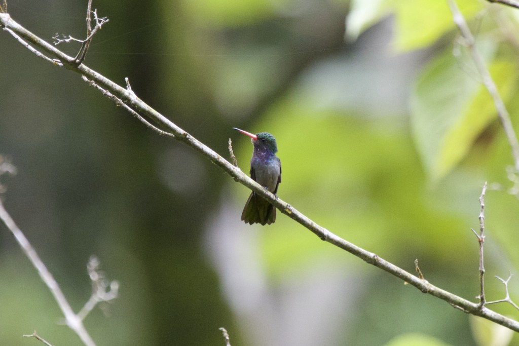 Male Blue-throated Goldentail by Christopher Ng