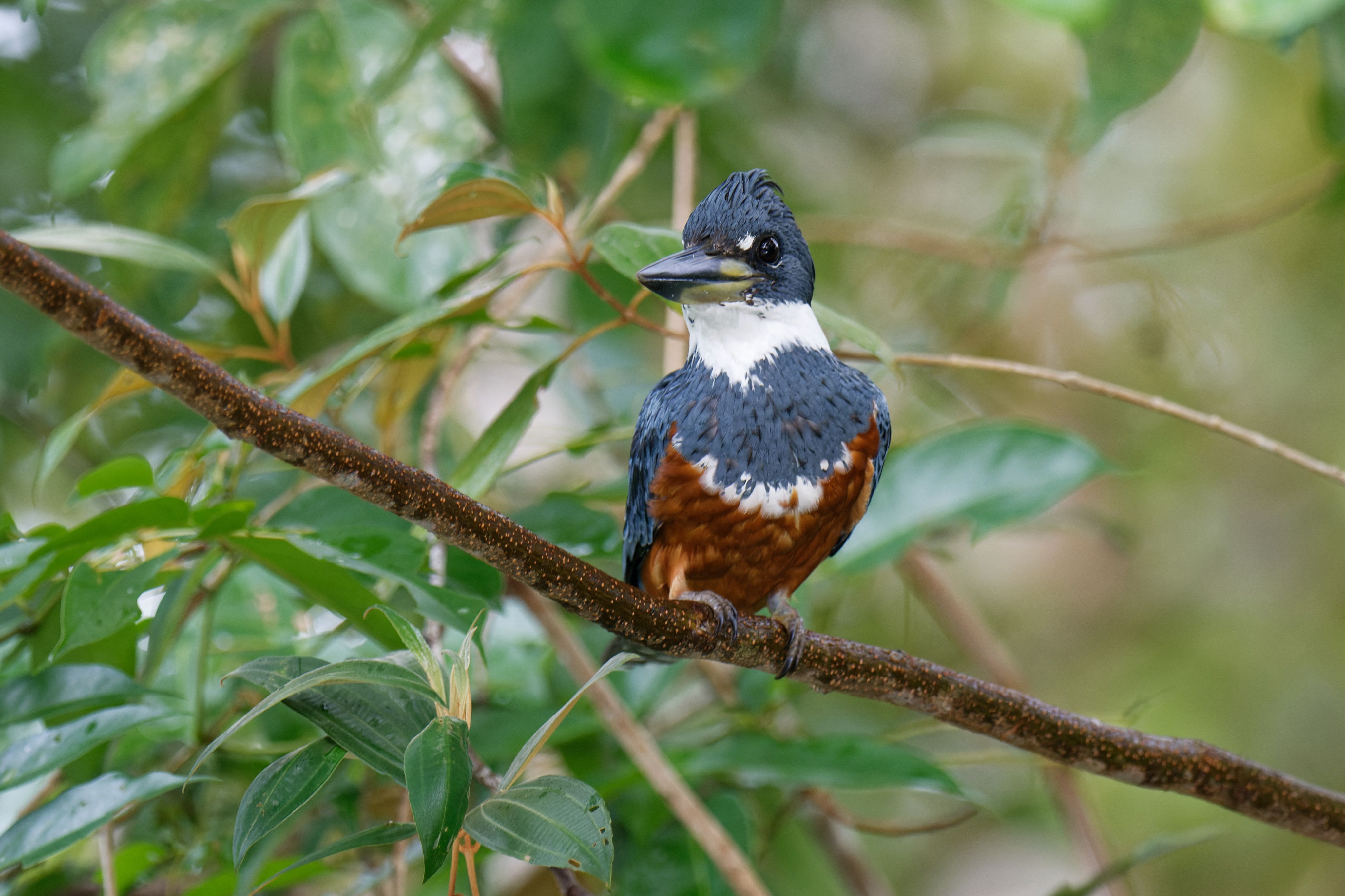 Canopy Observation Tower Bird List