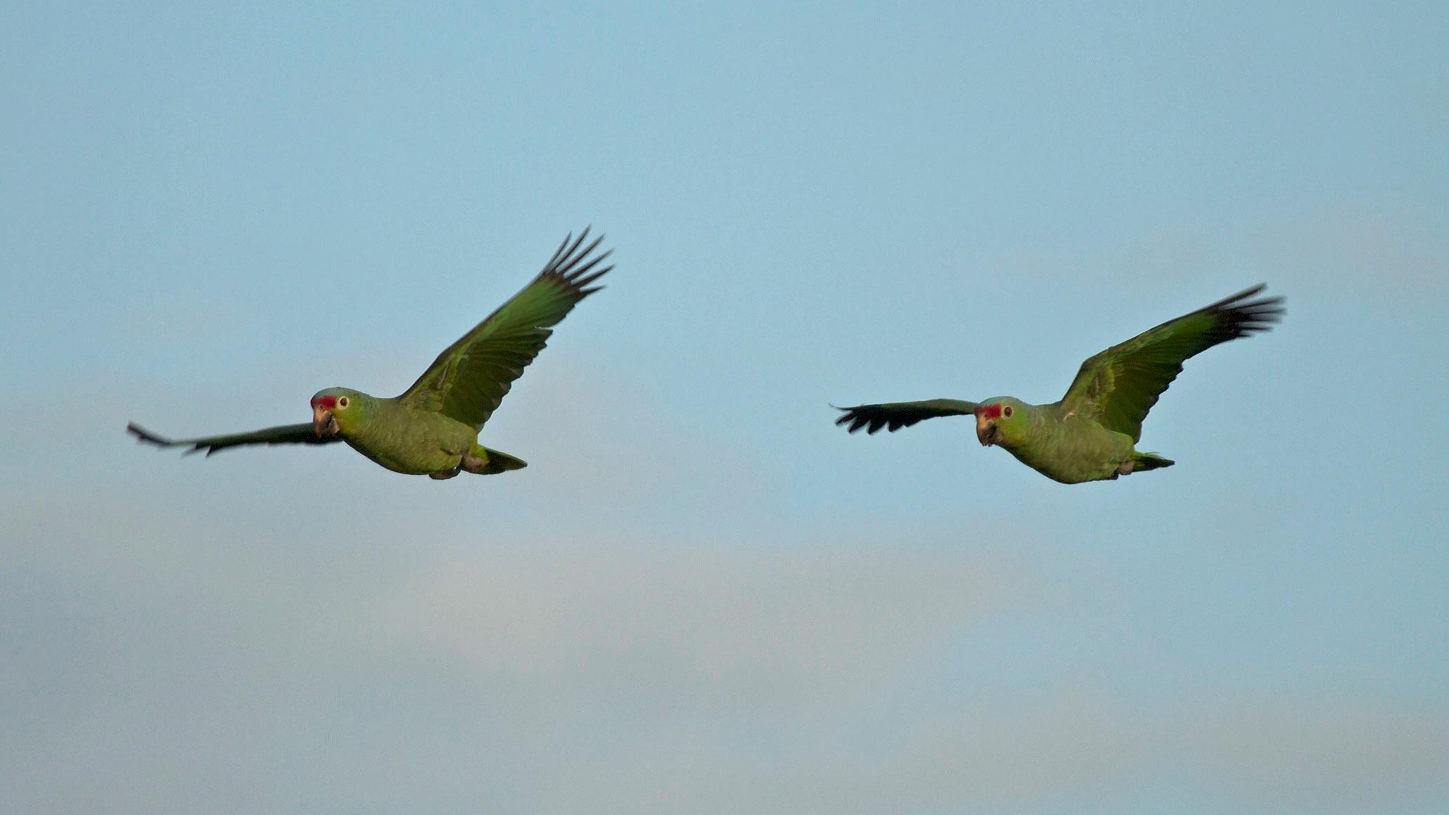 red lored parrot couple