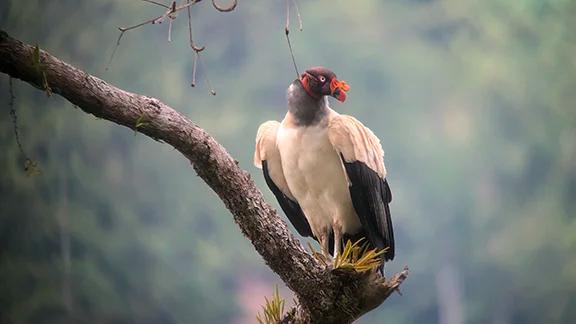 Raptor Migration in Bocas del Toro – A Must-See Phenomenon