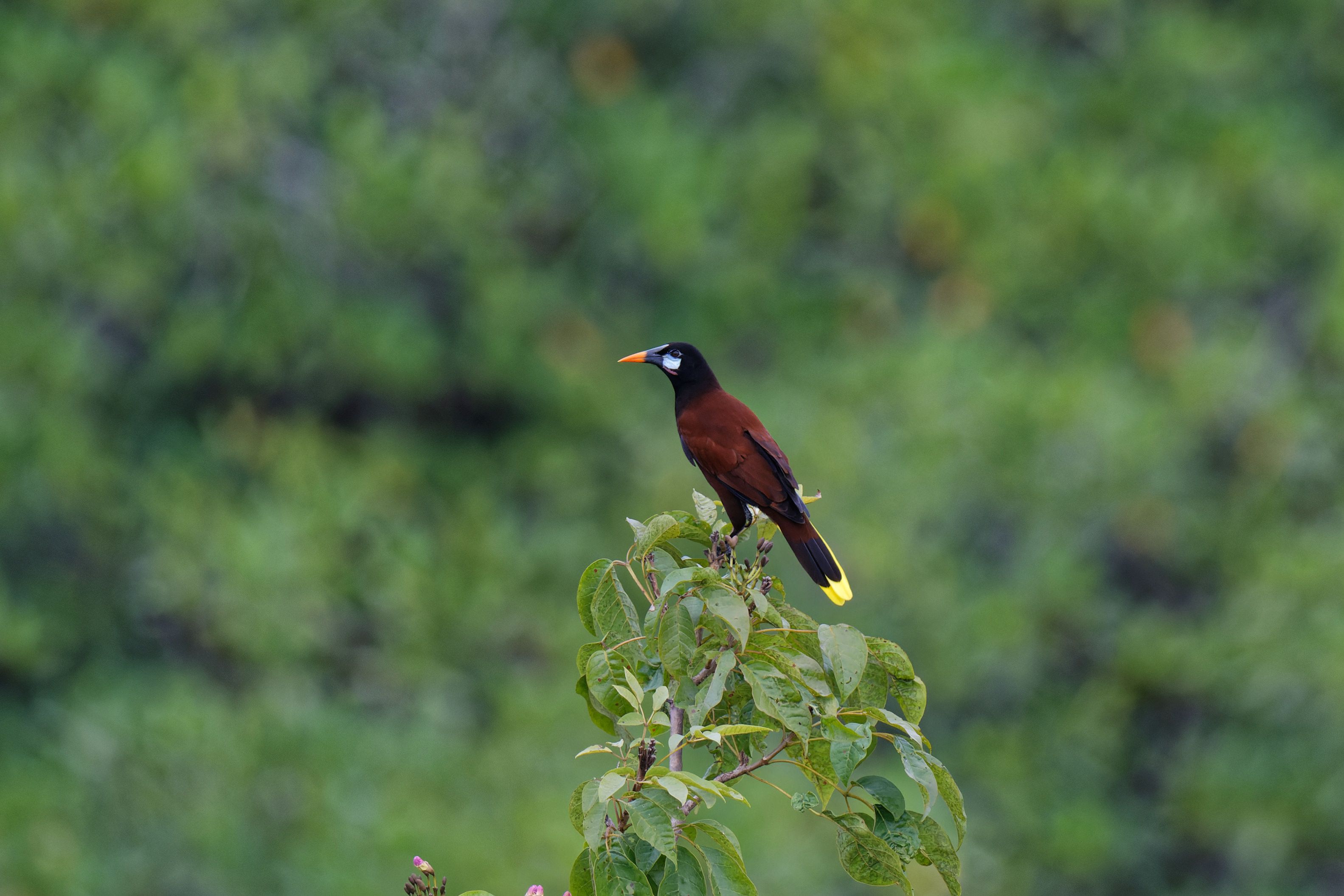 Tropical Birdwatching in Bocas del Toro