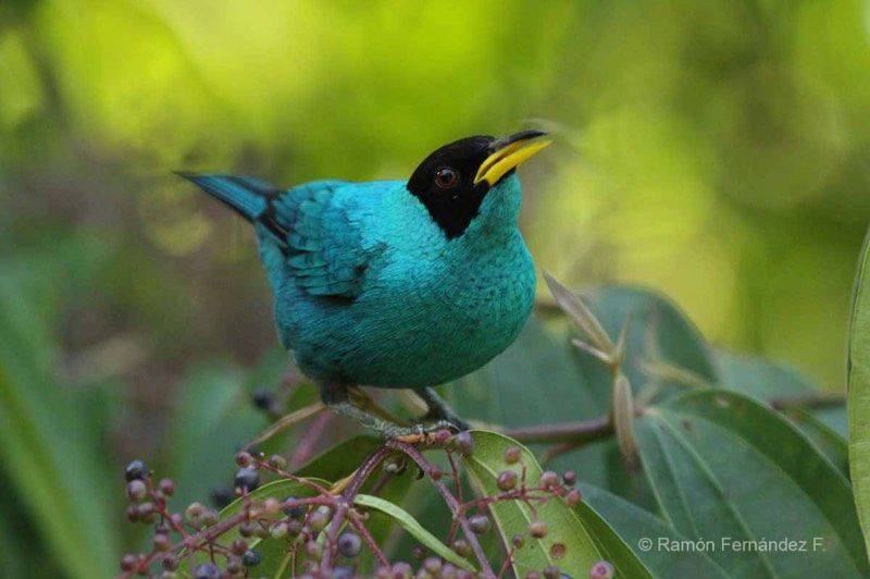 A blue-crowned motmot with a long tail and blue-green feathers, sitting in the rainforest of Panama