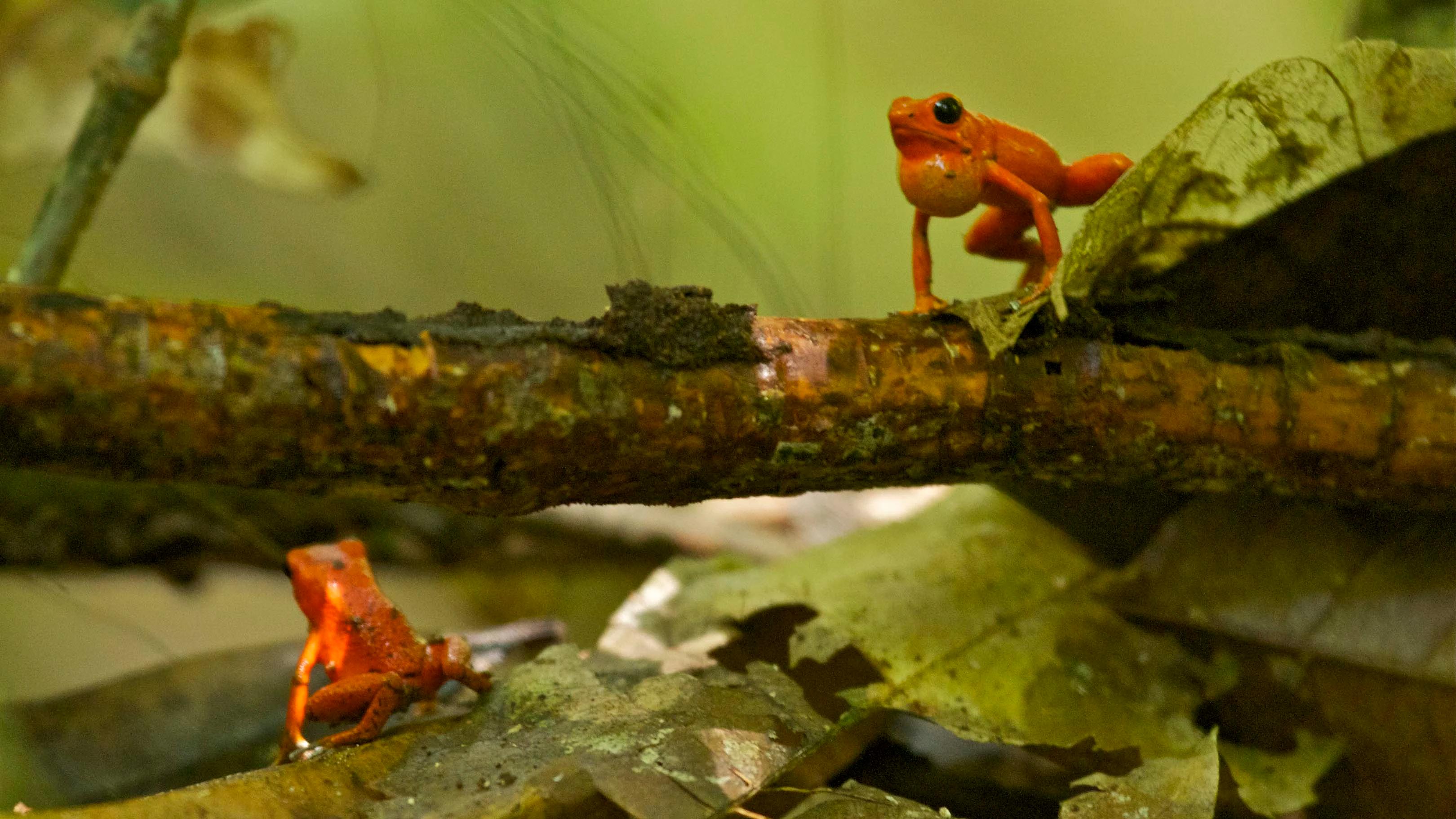 redfrogssinging