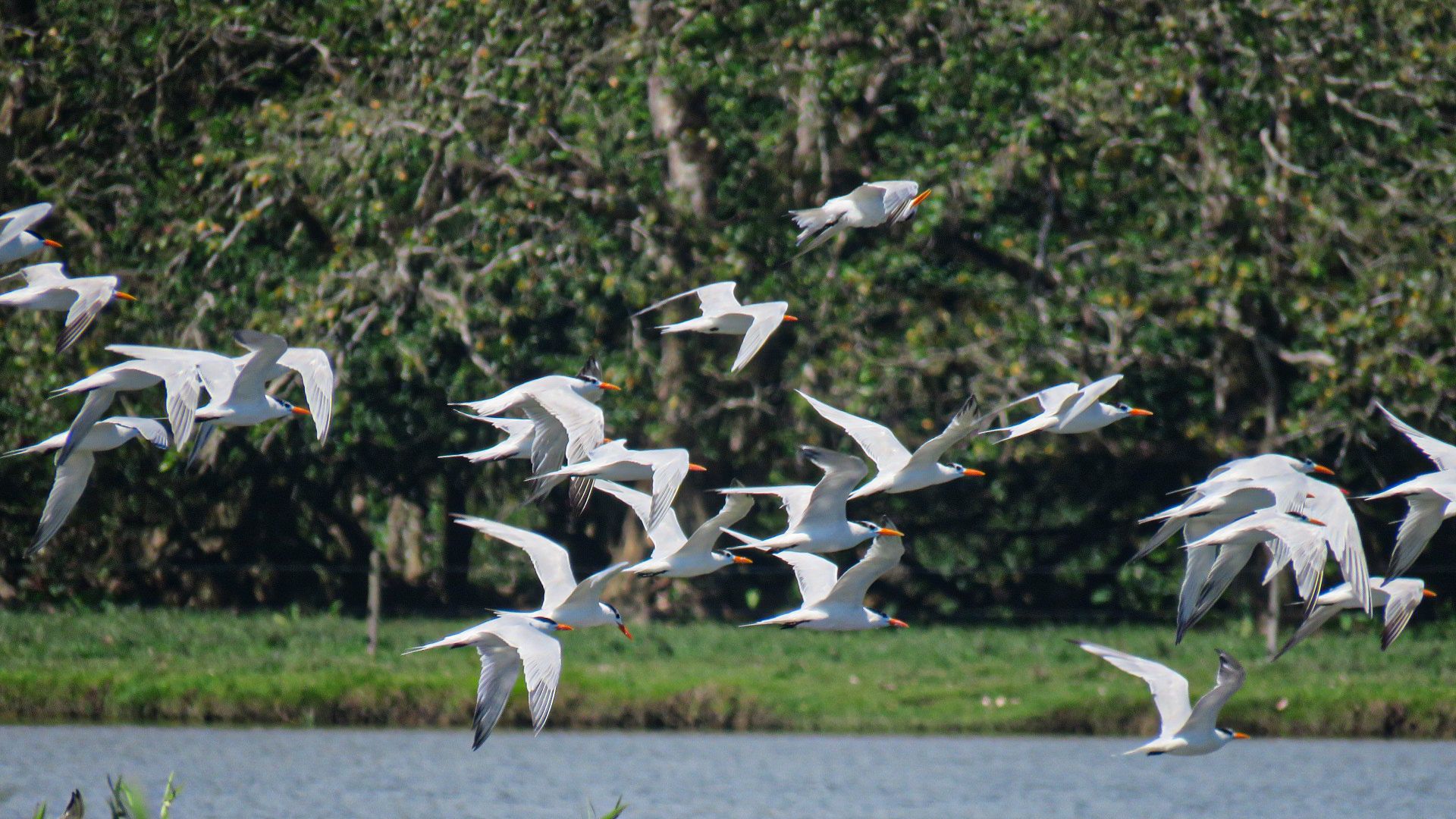 Local Bocas Naturalist Guide Encounters Banded Royal Terns