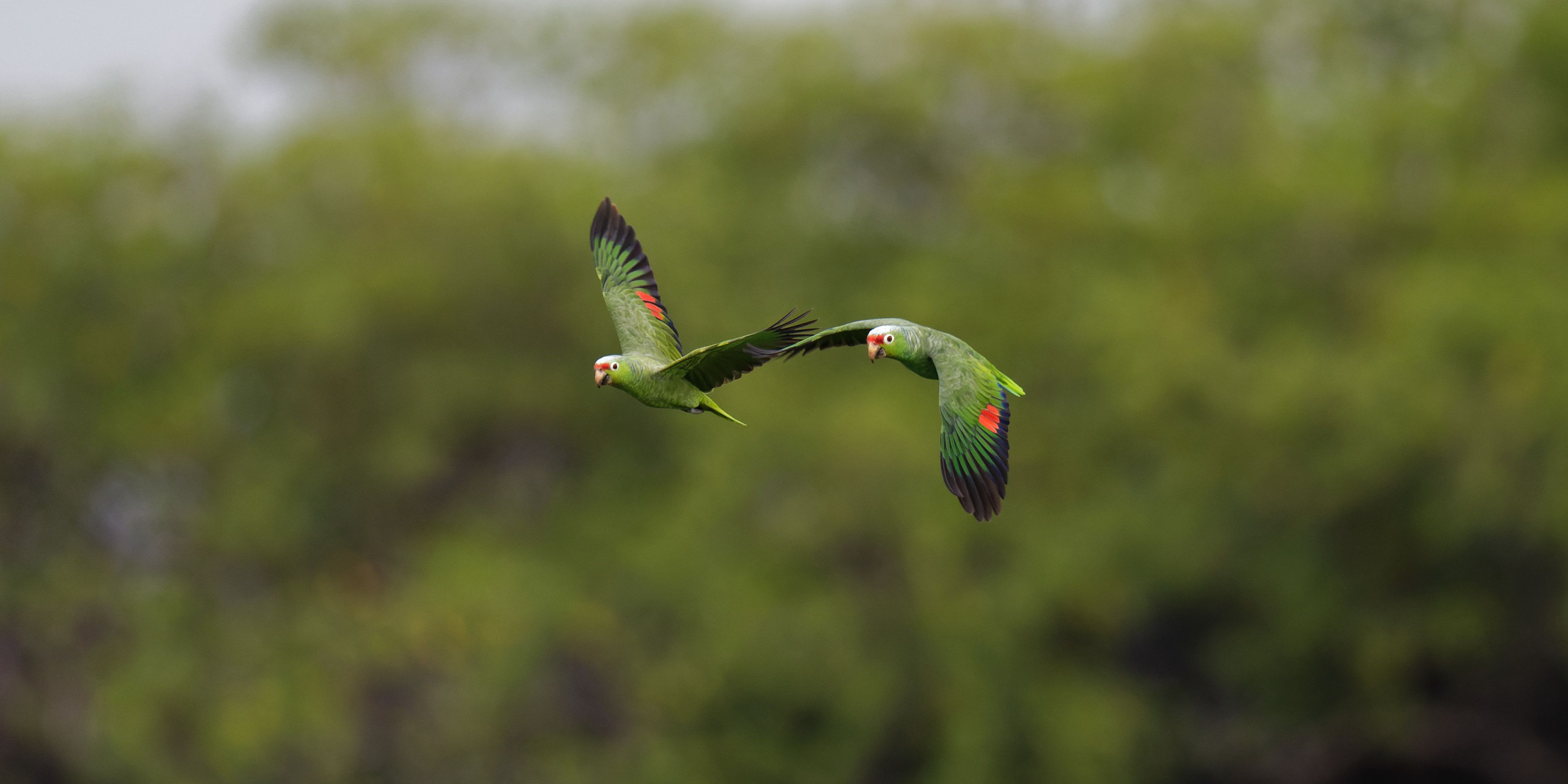 Birdwatching Bocas del Toro