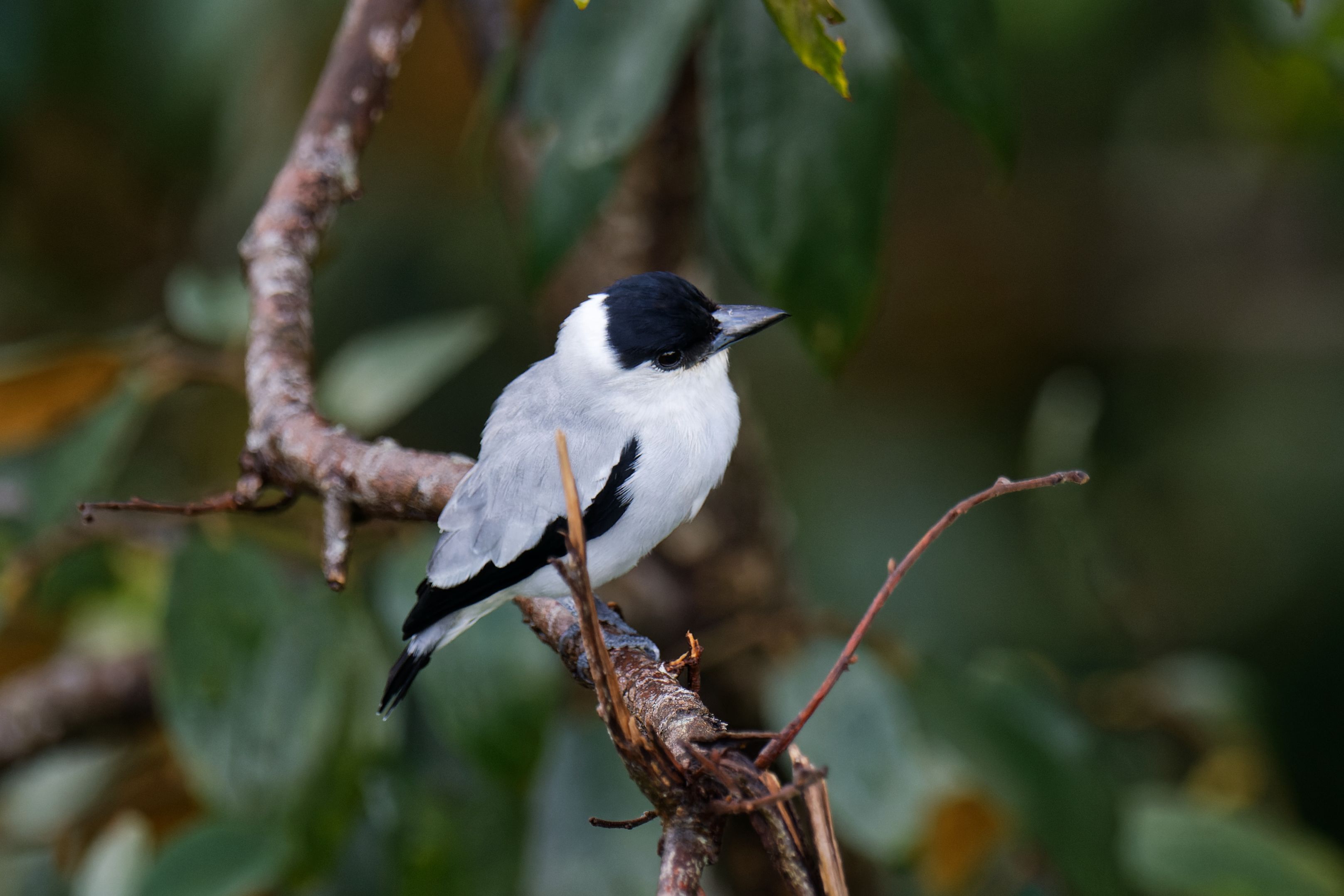 Black crowned titrya