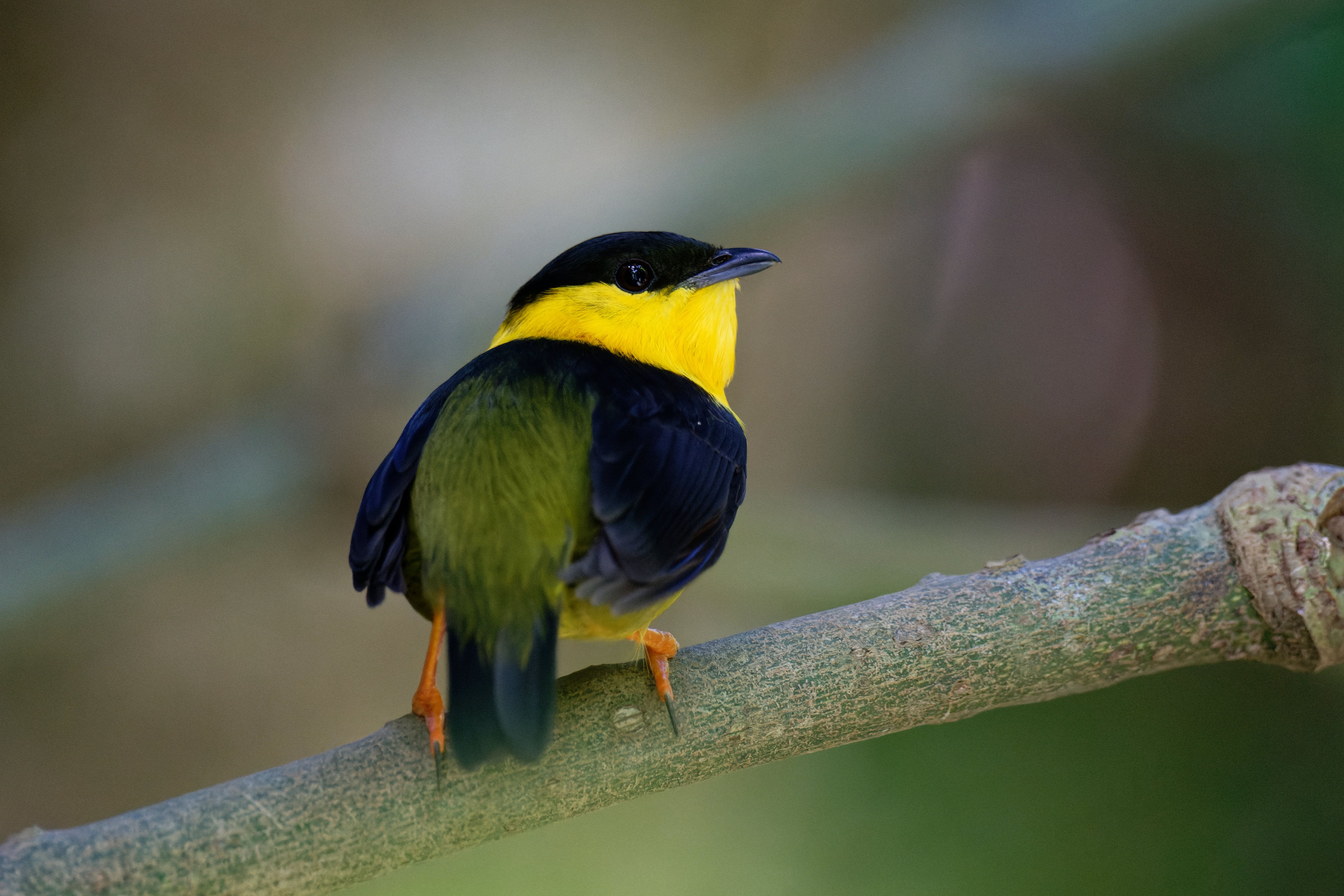 Golden-Collared Manakin