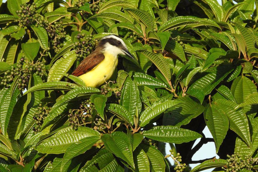 Best birding