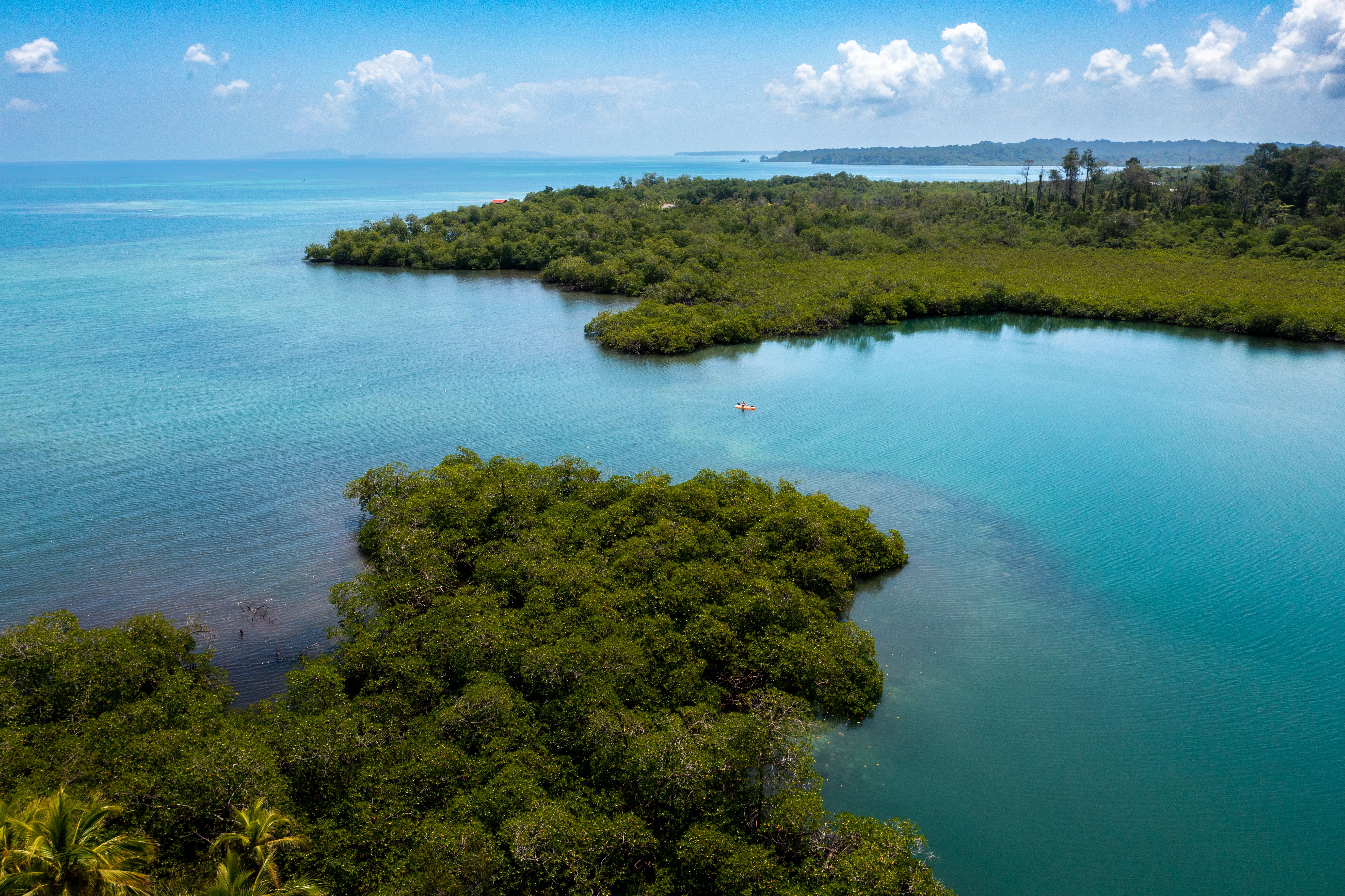 Explore the marine life of bocas del Toro
