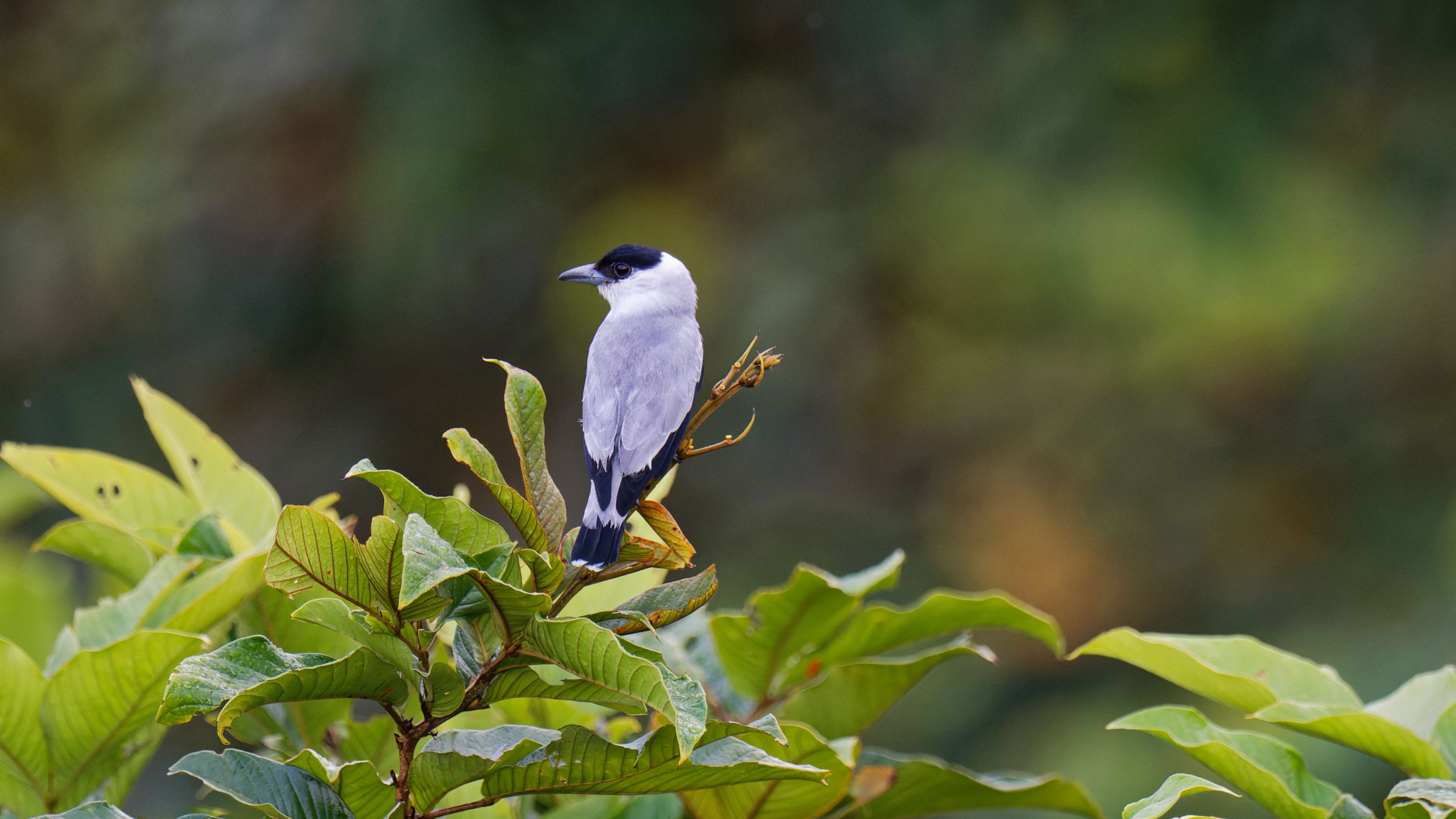 Bocas del Toro Top Birding Destination