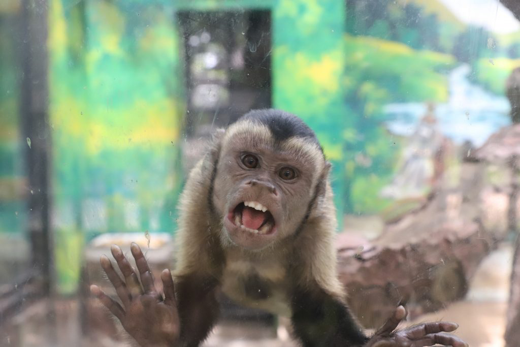 Monkey staring into window