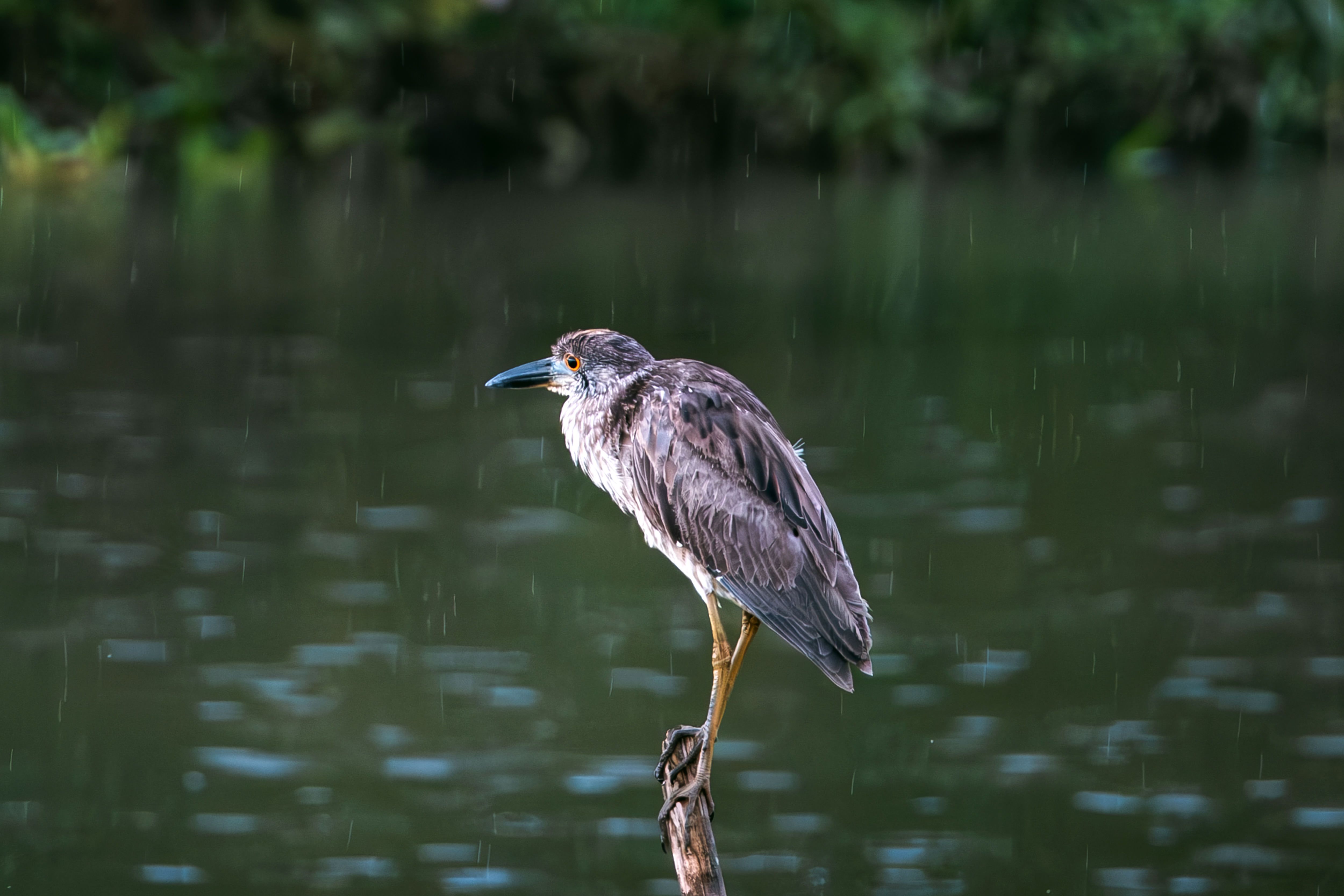 Wildlife Tours in Panama