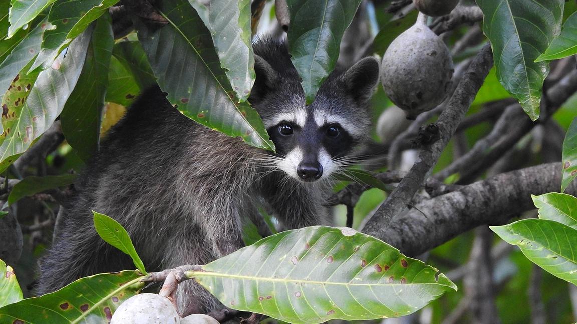 Raccoon in Hagua Tree at Bocas Ecolodge