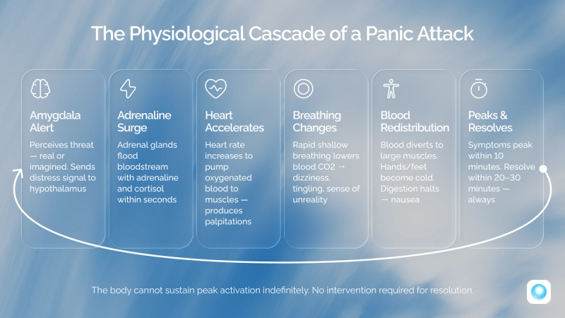 Physiological cascade of a panic attack