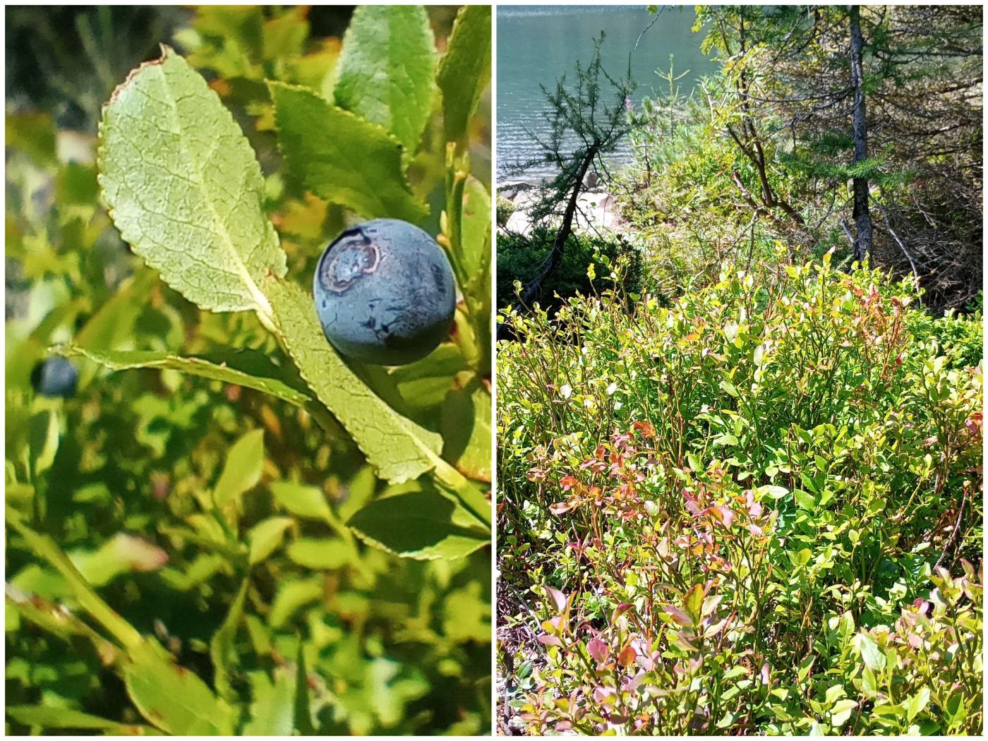 Il mirtillo nero in natura