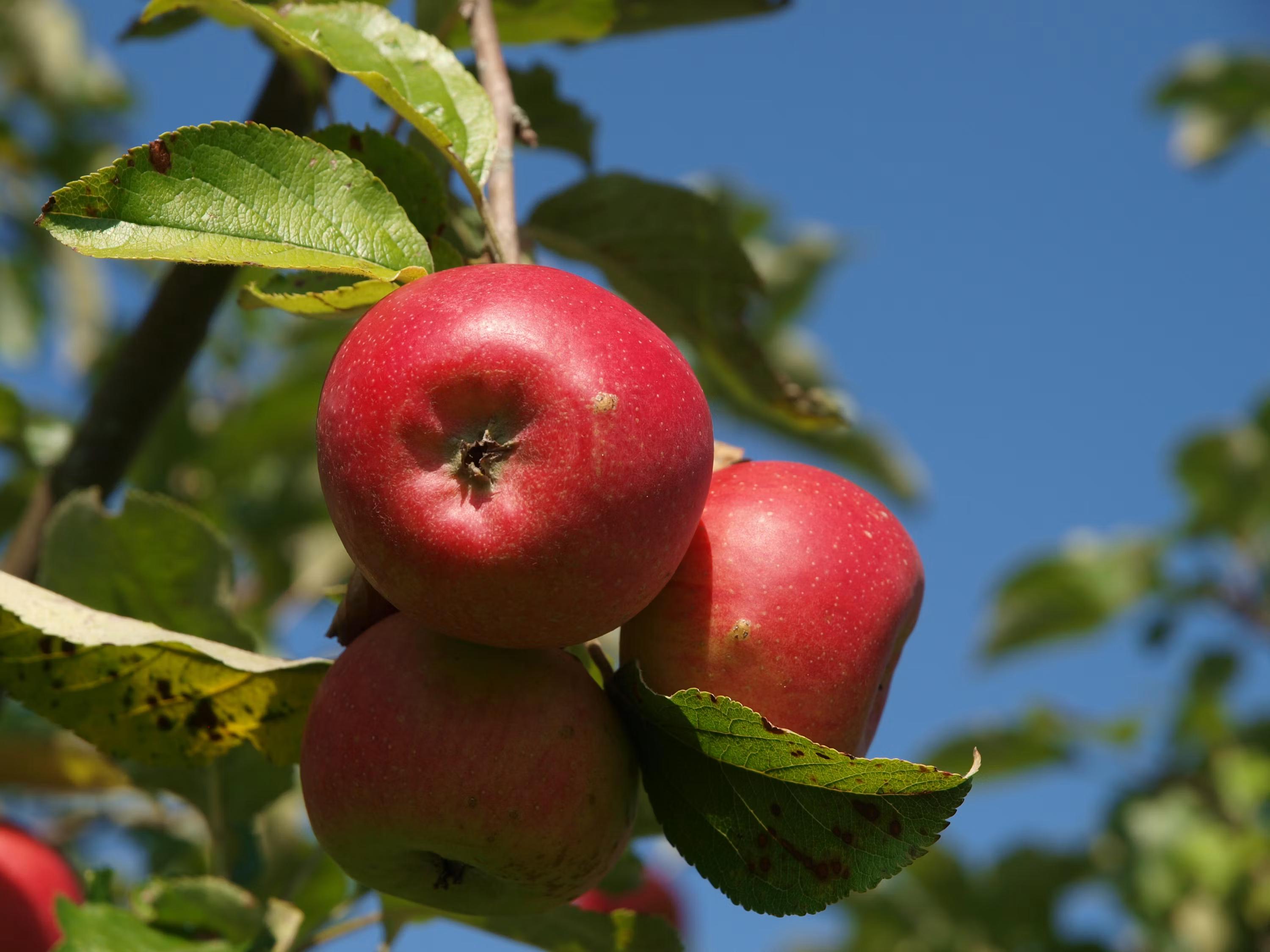 Le goût des pommes