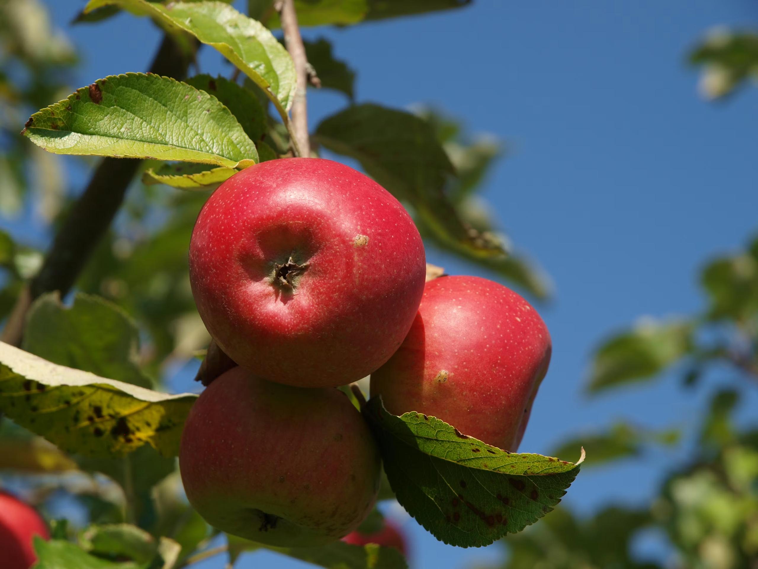 Le goût des pommes