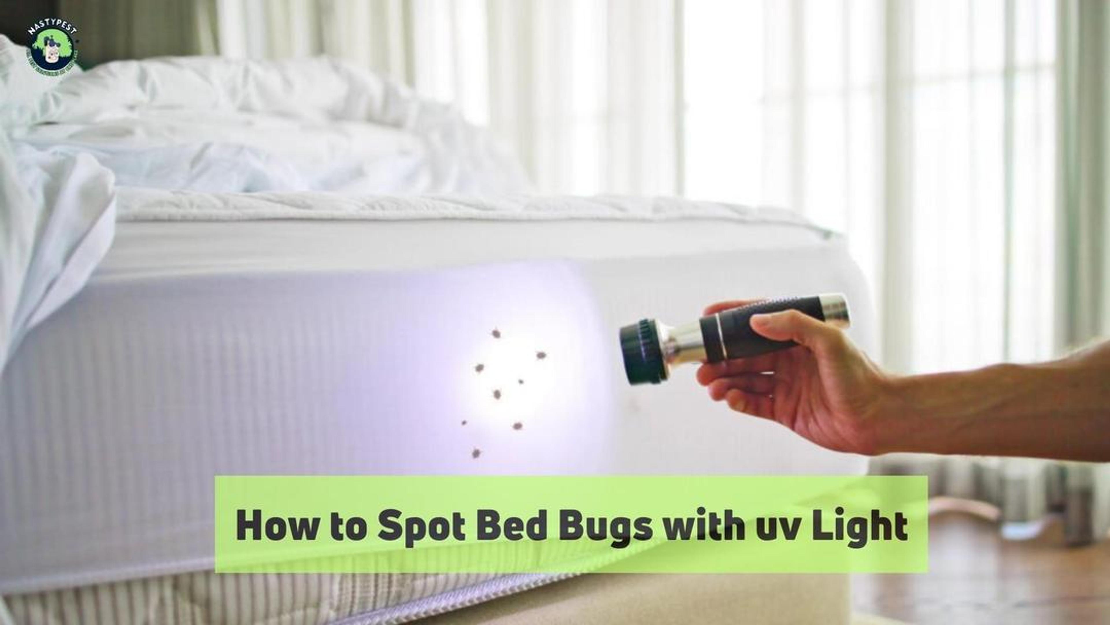 How to Spot Bed Bugs with UV Light 