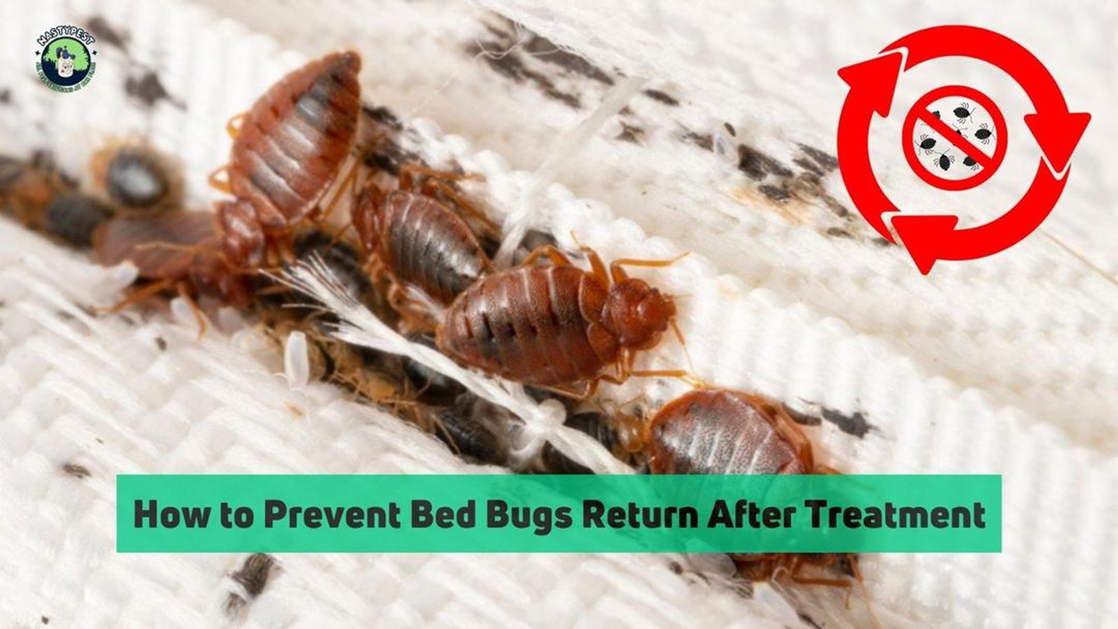 How to Prevent Bed Bugs Return After Treatment