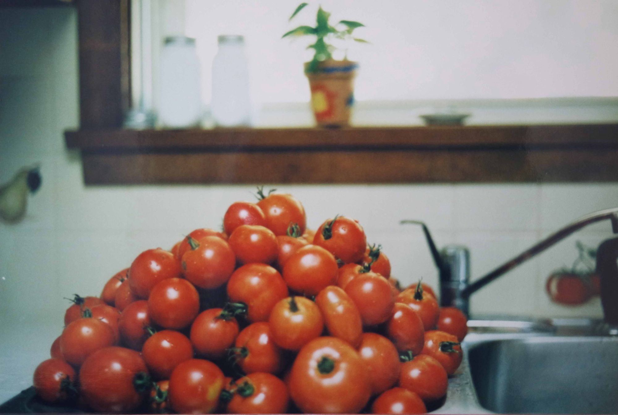 Sarah Bachman — Lanciano Salsa Di Pomodori