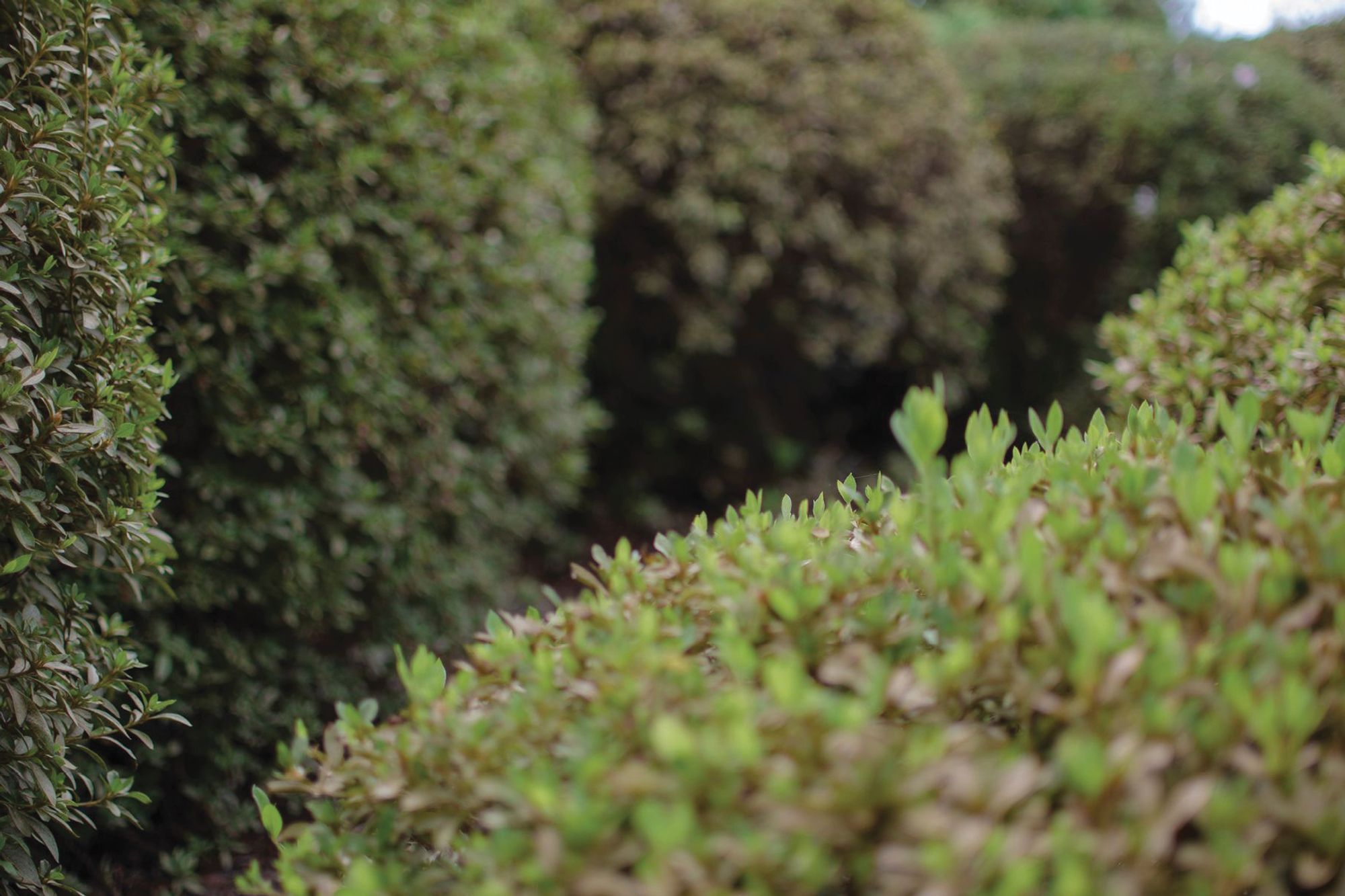 Property Settlement and Legal Processes: What Buyers Need to Know