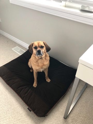 Tania dog WFH