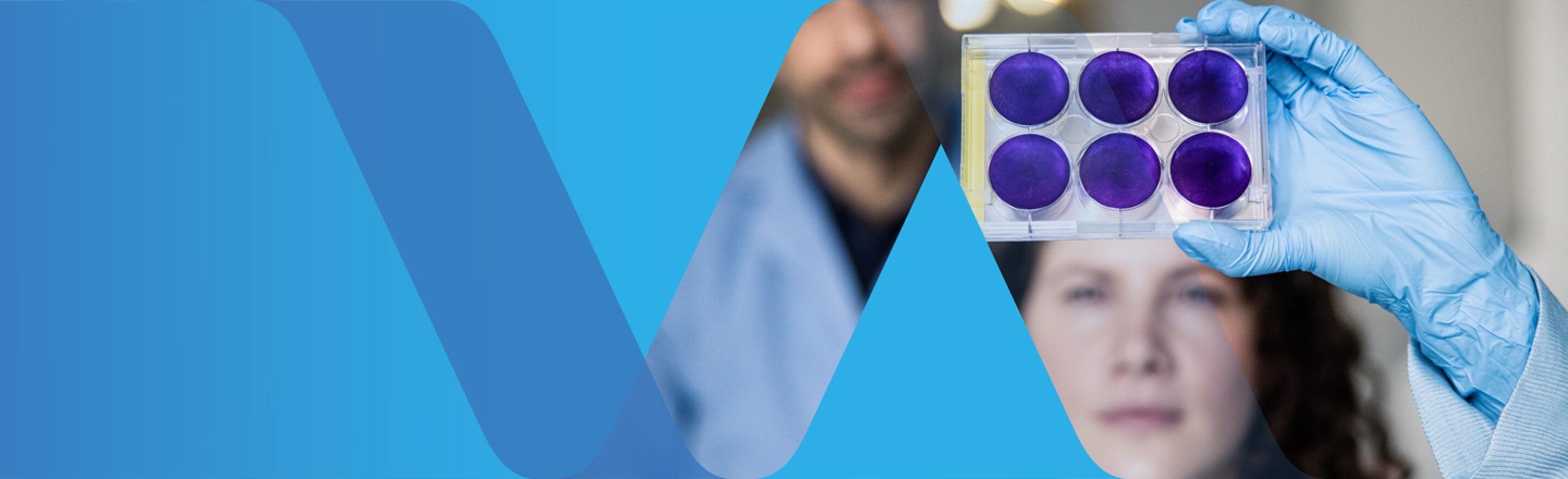 Female scientist holding up and looking at a cell-culture dish with a purple liquid a male scientist stands behind her
