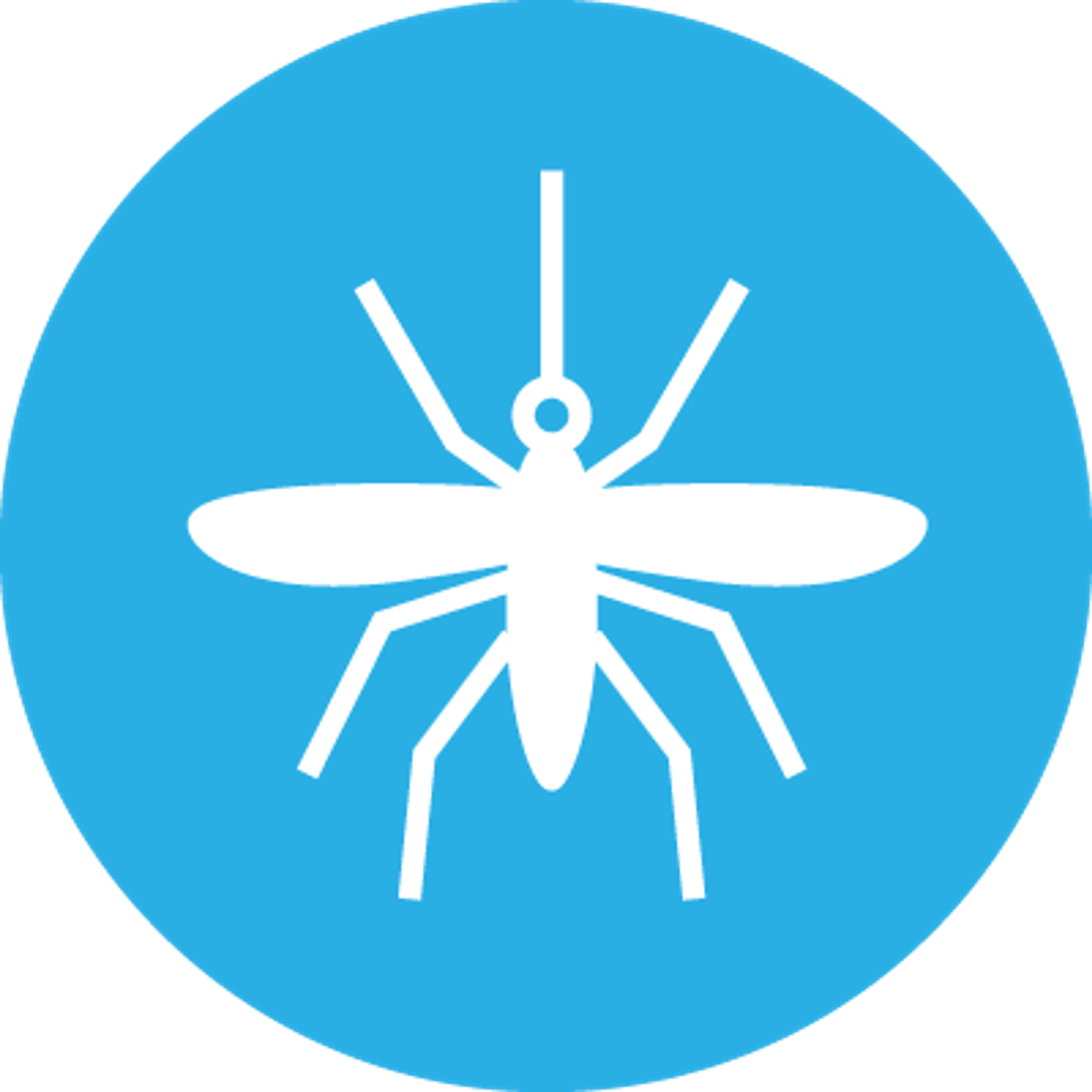 mosquito
