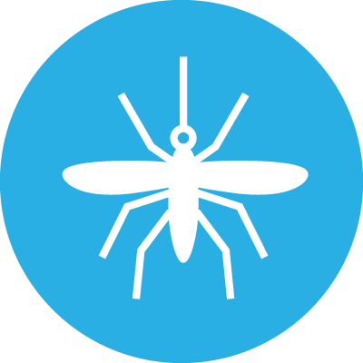 illustrated mosquito