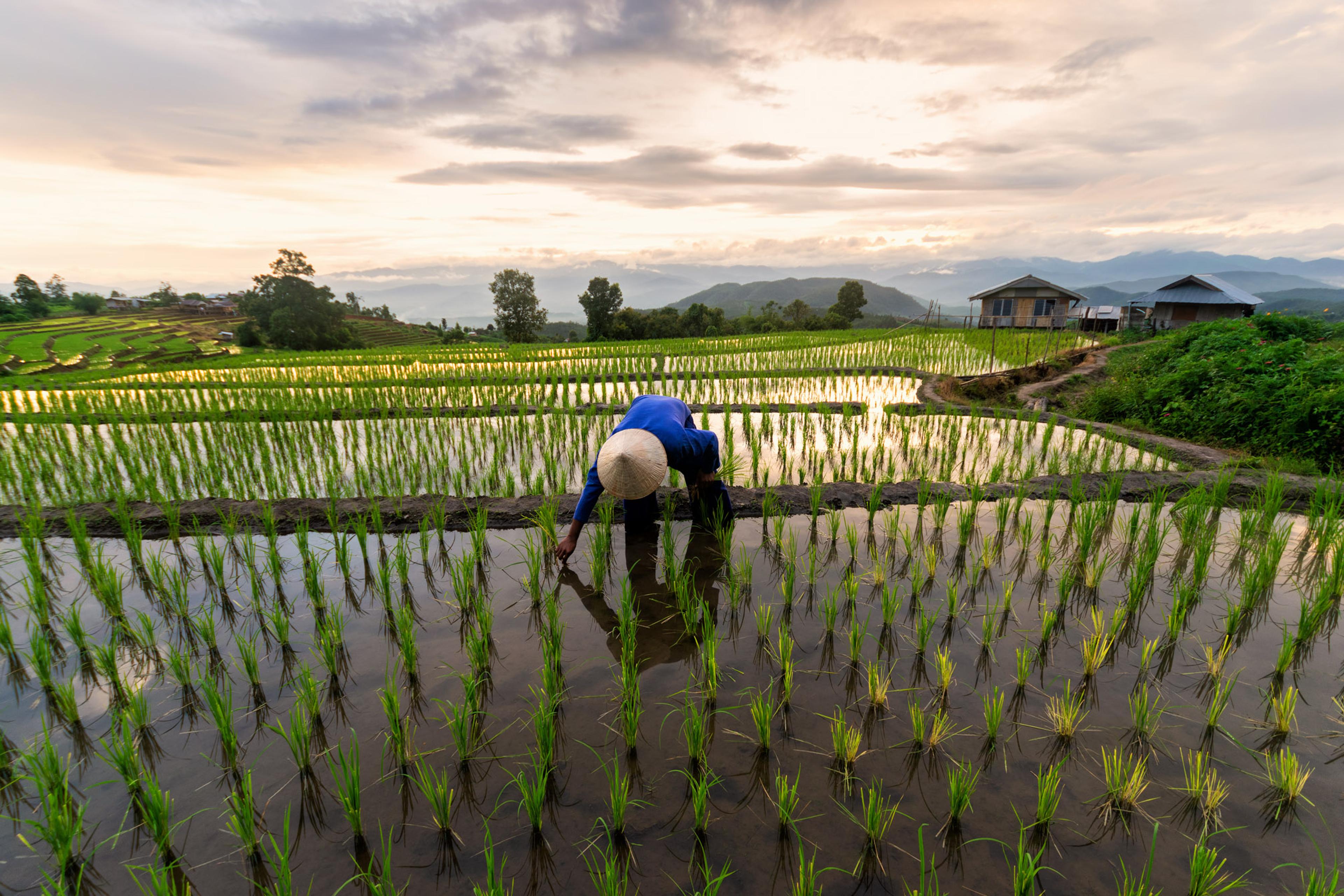 Male field worker pulling up a rice plant in fields