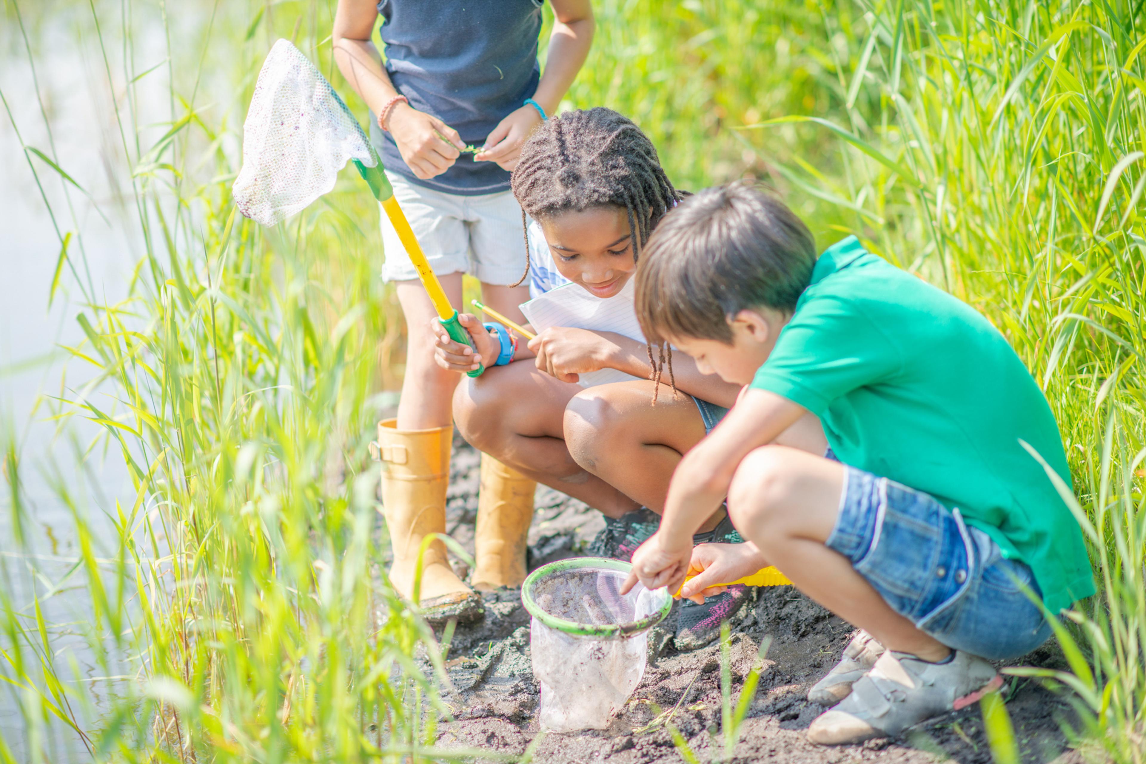 Three children mudlarking by a river bank surrounded by tall green plants looking into a net