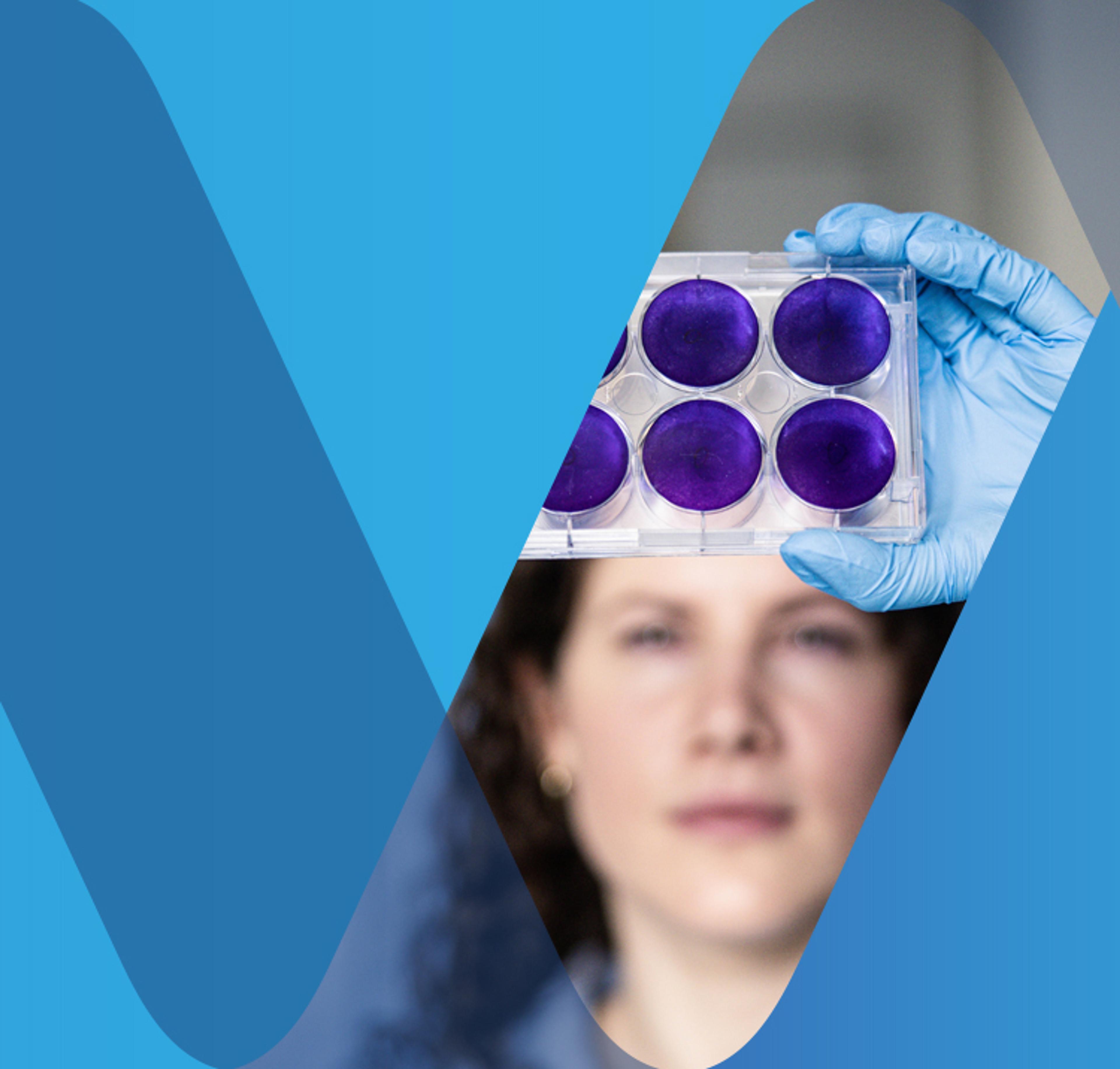 Female scientist holding up  and looking at a cell-culture dish with a purple liquid a male scientist stands behind her