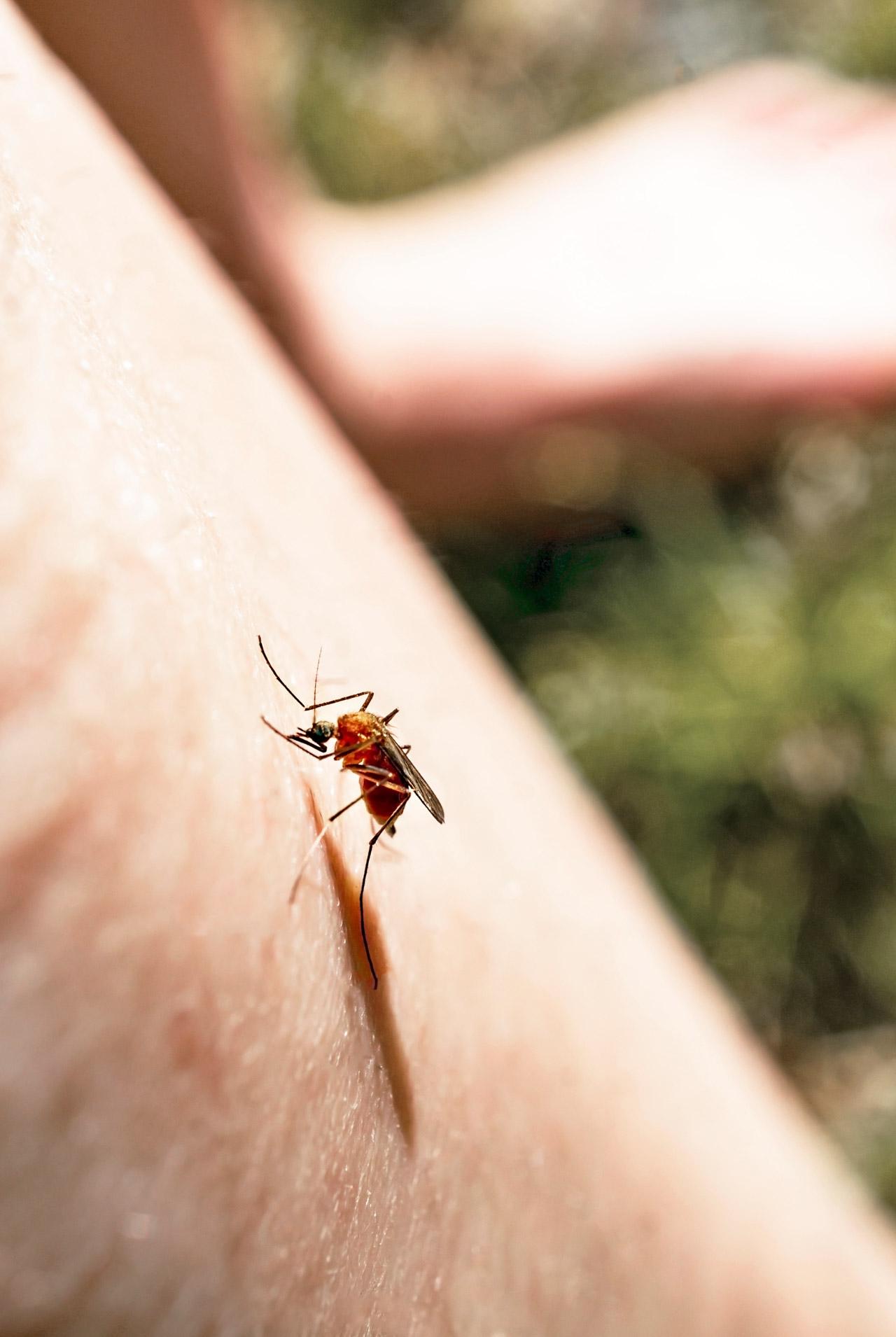 Close up of a mosquito piercing the skin on a leg