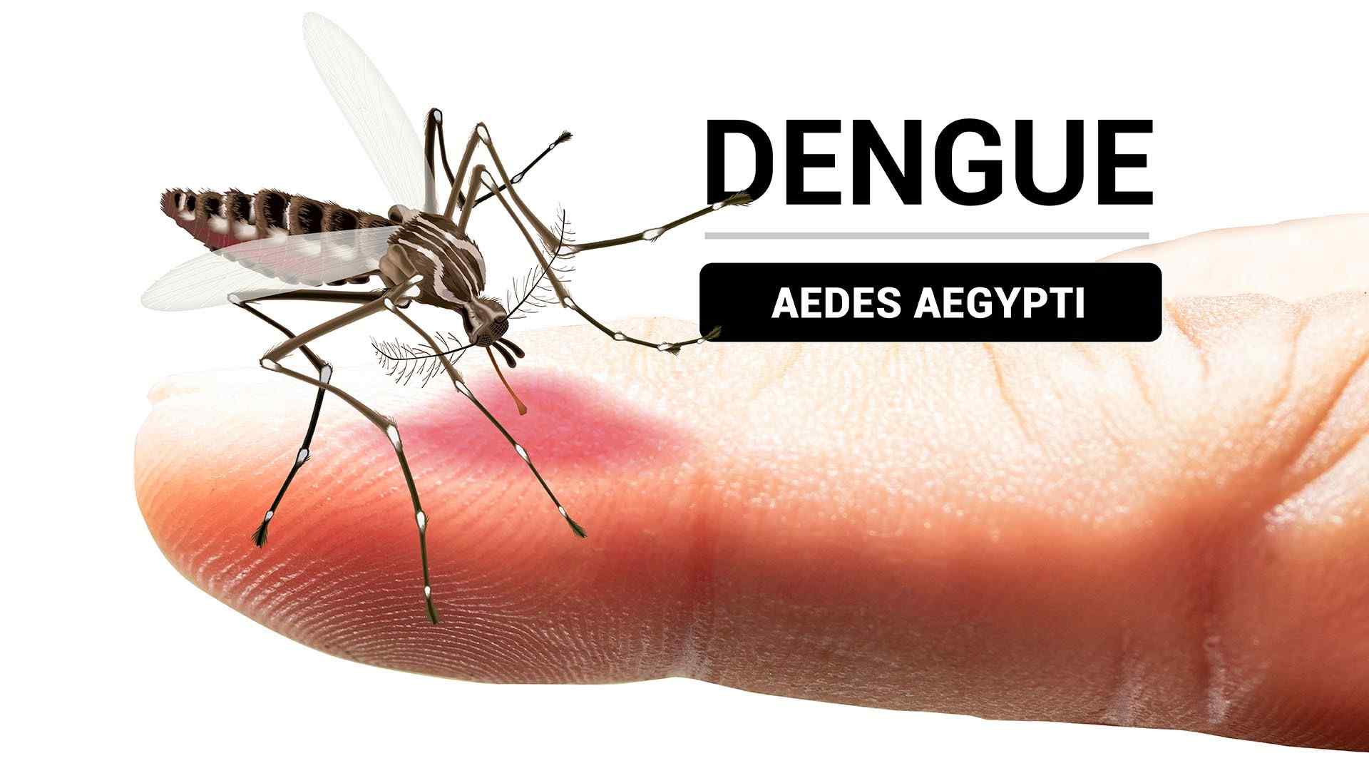 Dengue, prevención, clasificación y casos en San Martín