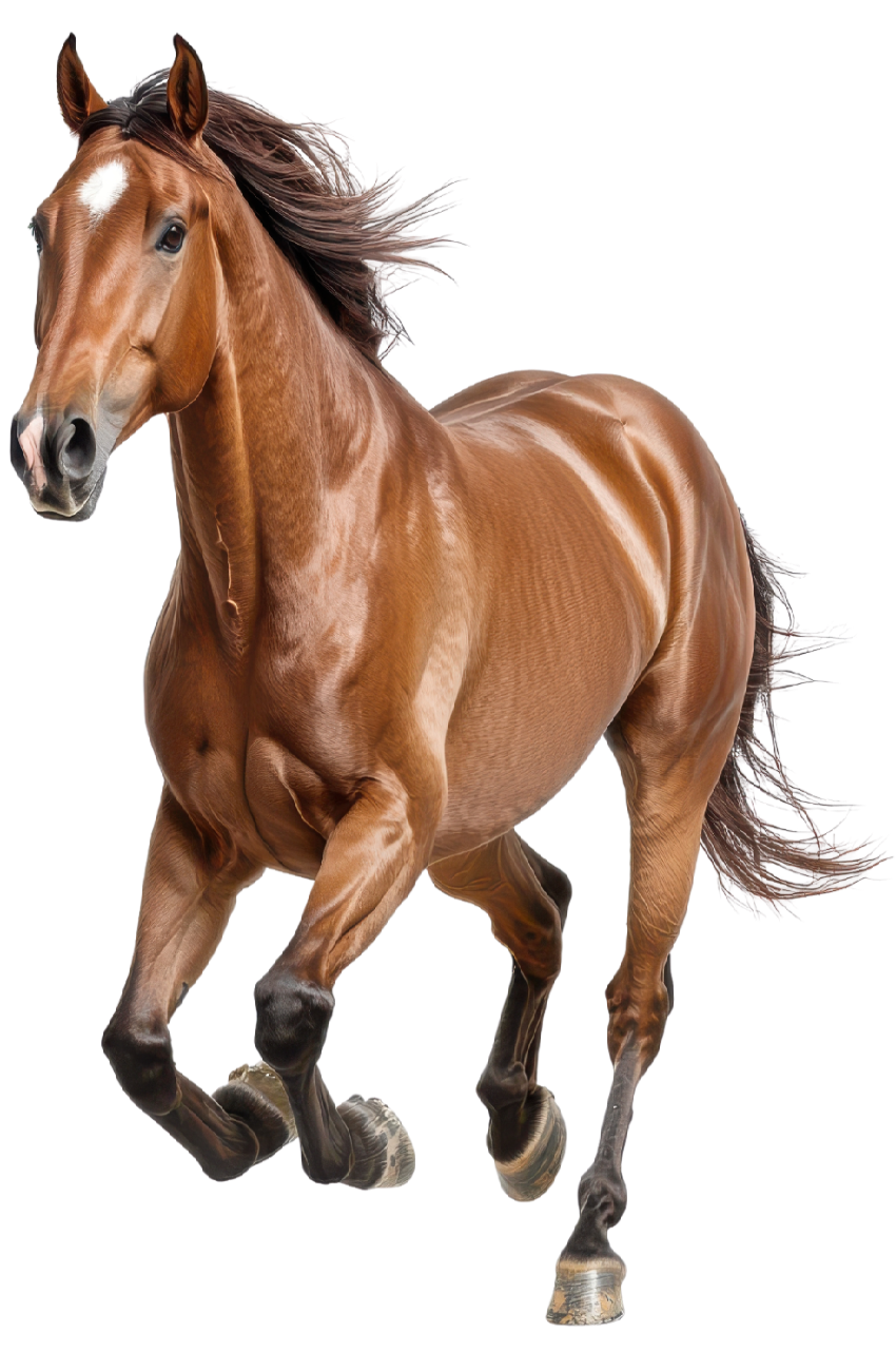 WHOLE Festival © 2026