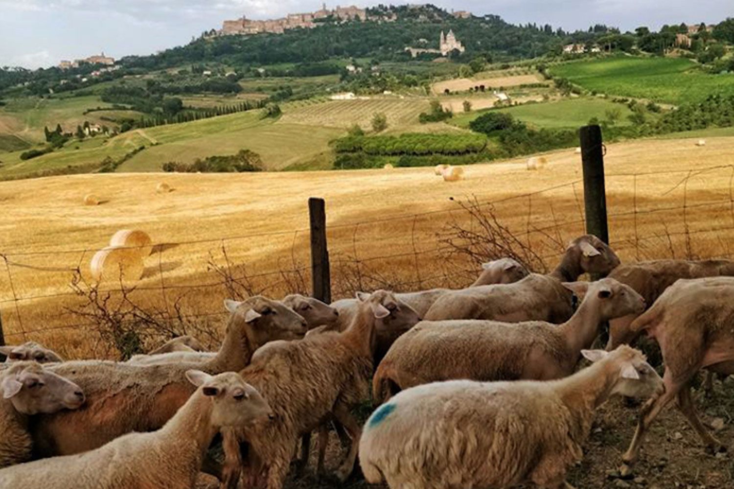 Sheep on their way to be milked with Montepulciano in the background.
