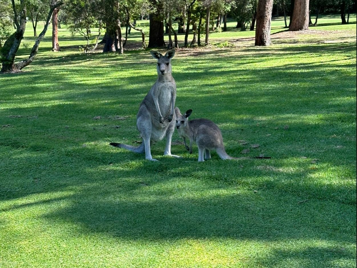 Kangaroos at Nelson Bay GC