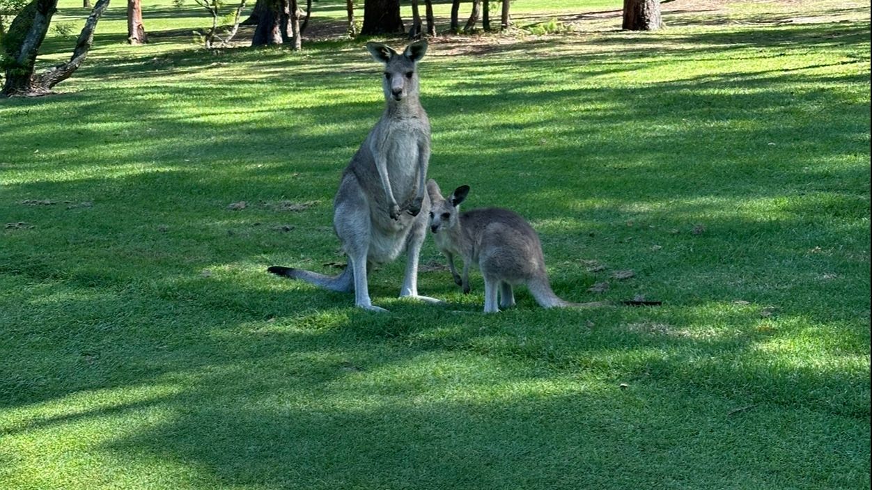 Kangaroos at Nelson Bay GC