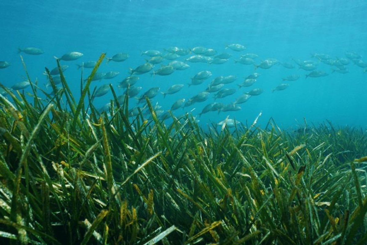 Onderwater scène in Costa Blanca Noord met zeegras en een school vissen die vredig zwemmen.