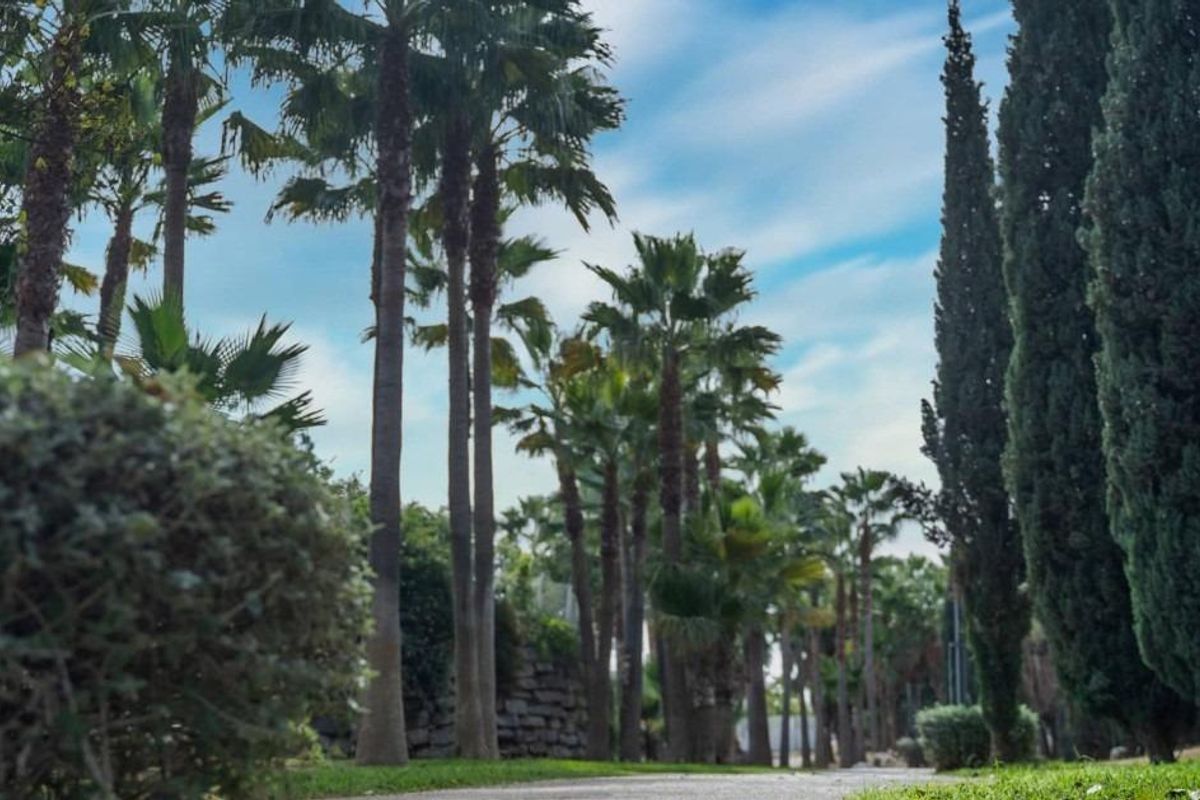 Palmenrijke pad omringd door weelderig groen in de penthousegemeenschap van Fuengirola.