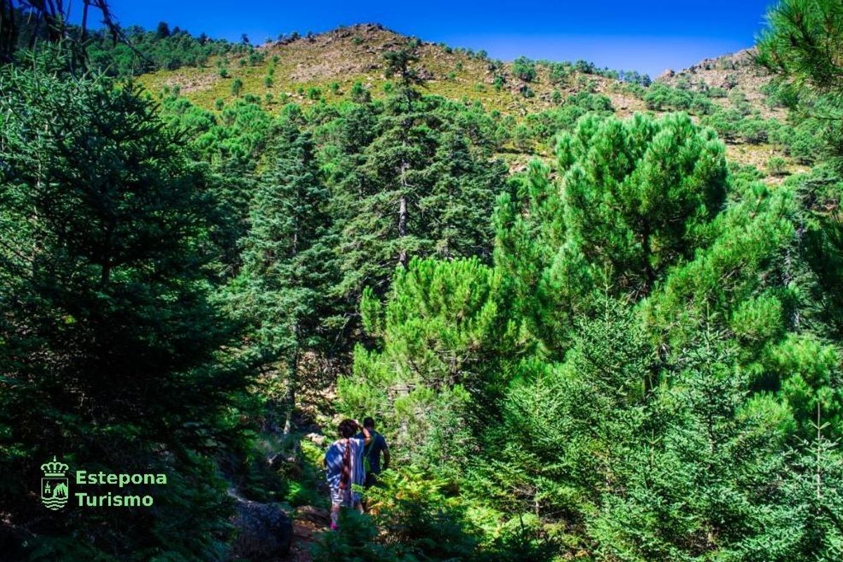 Weelderig wandelpad in Estepona, omringd door groene bomen en schilderachtige bergzichten.