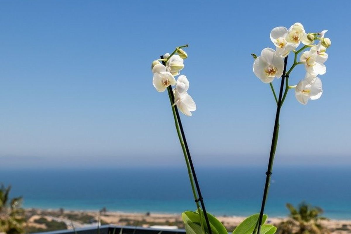 Uitzicht vanaf het terras met bloeiende planten en een prachtig oceaanuitzicht in Santa Pola, Spanje.
