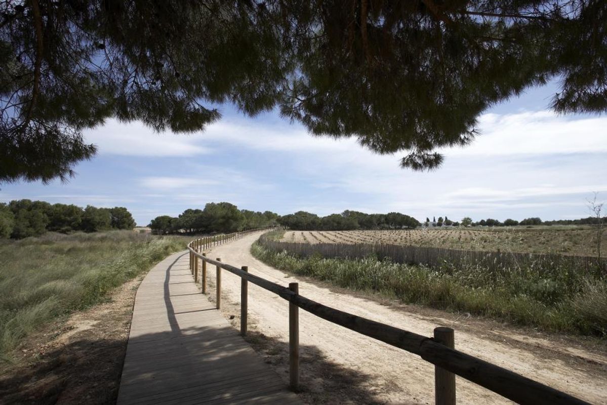 Wandelpad door weelderig groen dat leidt naar schilderachtige uitzichten nabij Torrevieja, ideaal voor natuurliefhebbers.