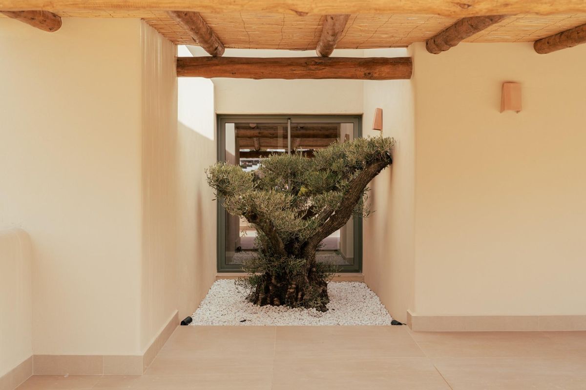 Pad met een uniek uitzicht op een olijfboom in de binnenplaats van de villa in Jávea.