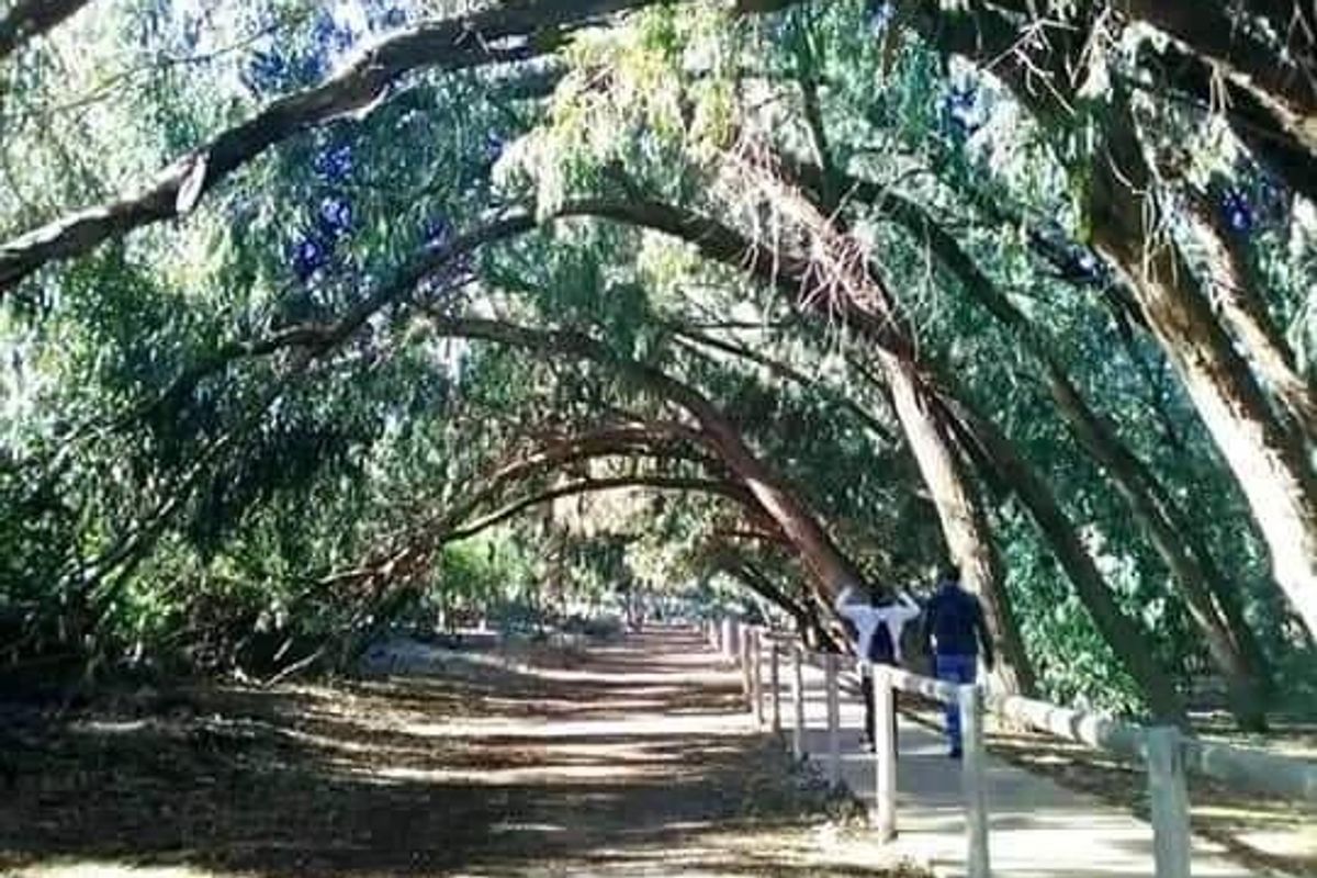 Pad omzoomd door hoge bomen in Torrevieja, perfect voor gezellige wandelingen dichtbij het appartement.