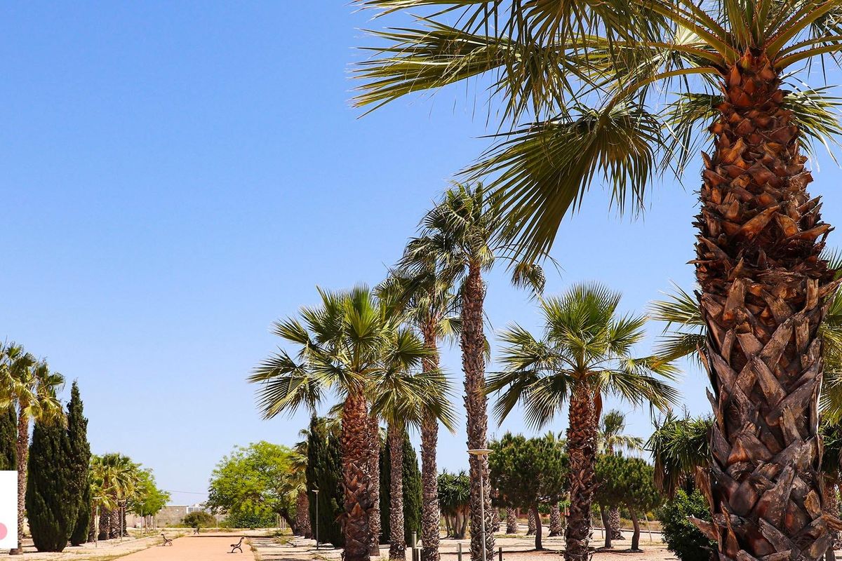 Palmbomen en een zonnig pad in San Fulgencio, perfect voor ontspannen wandelingen.